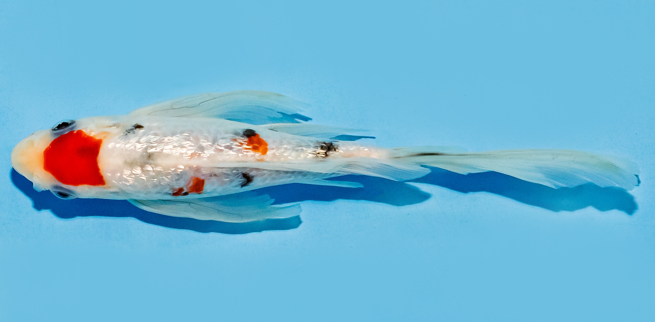 Butterfly Koi 17-20cm Nr. 6948
