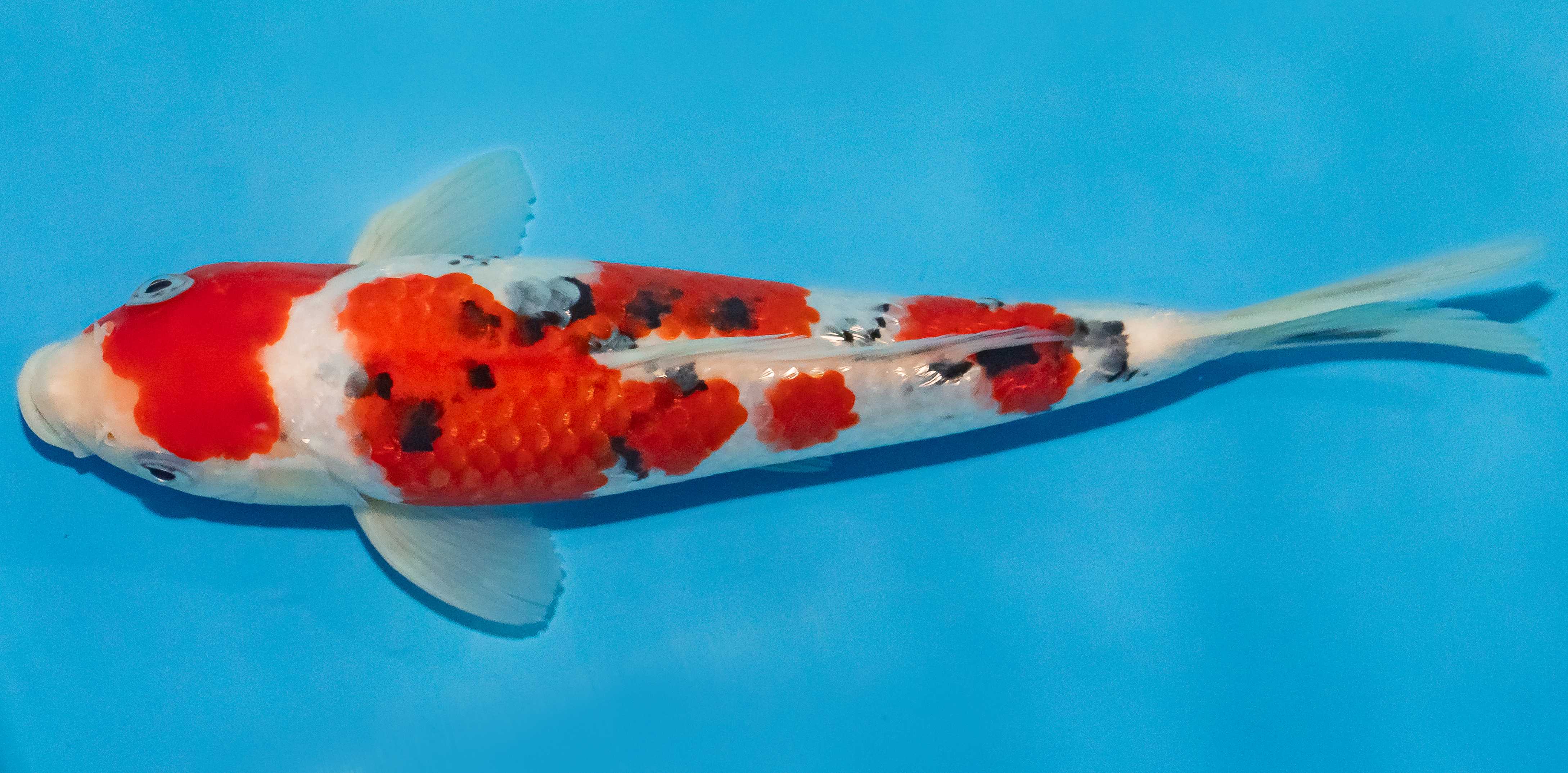 Koi 25-30cm Nr. 1576