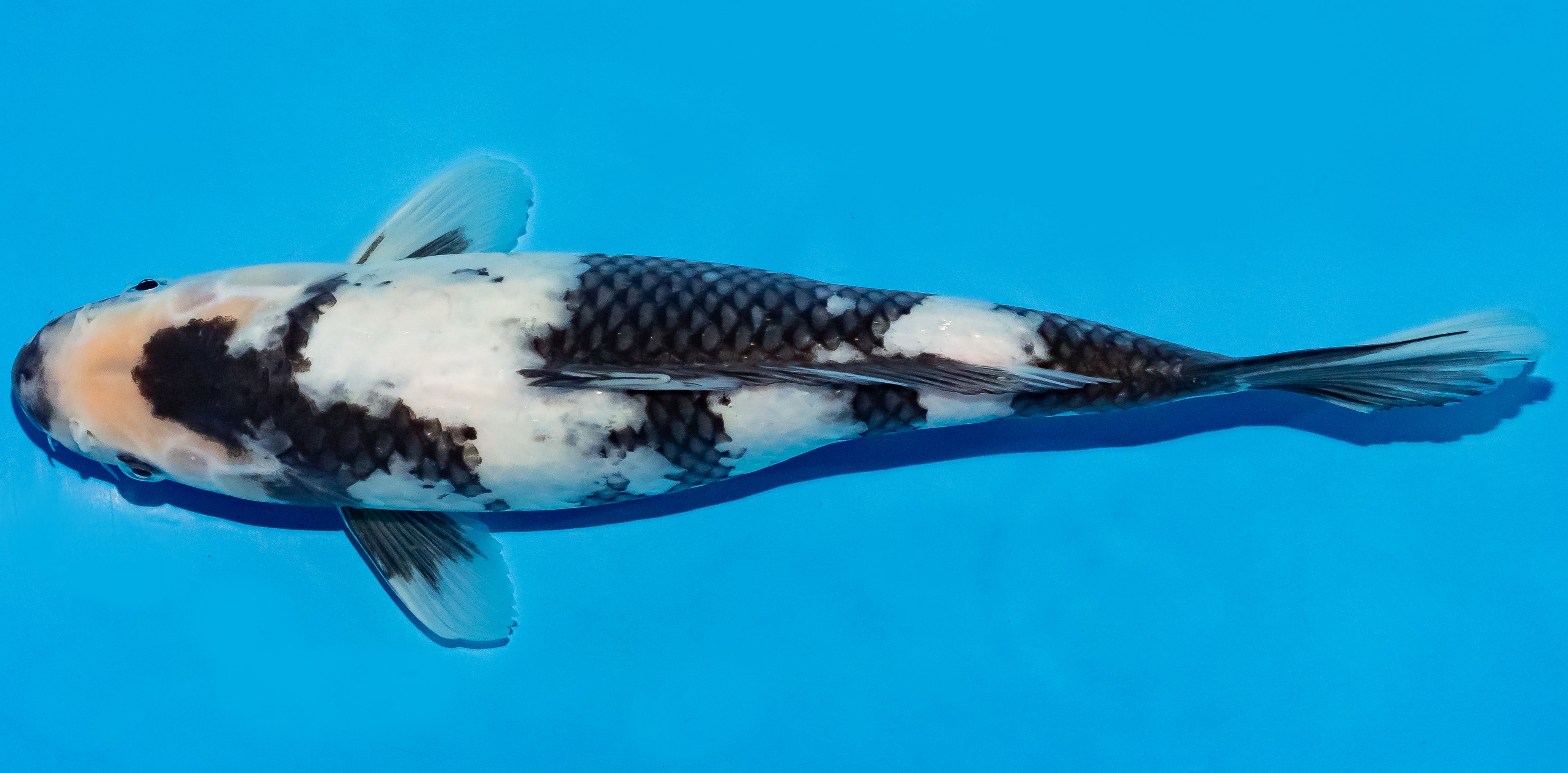 Koi 30-35cm Nr. 5131