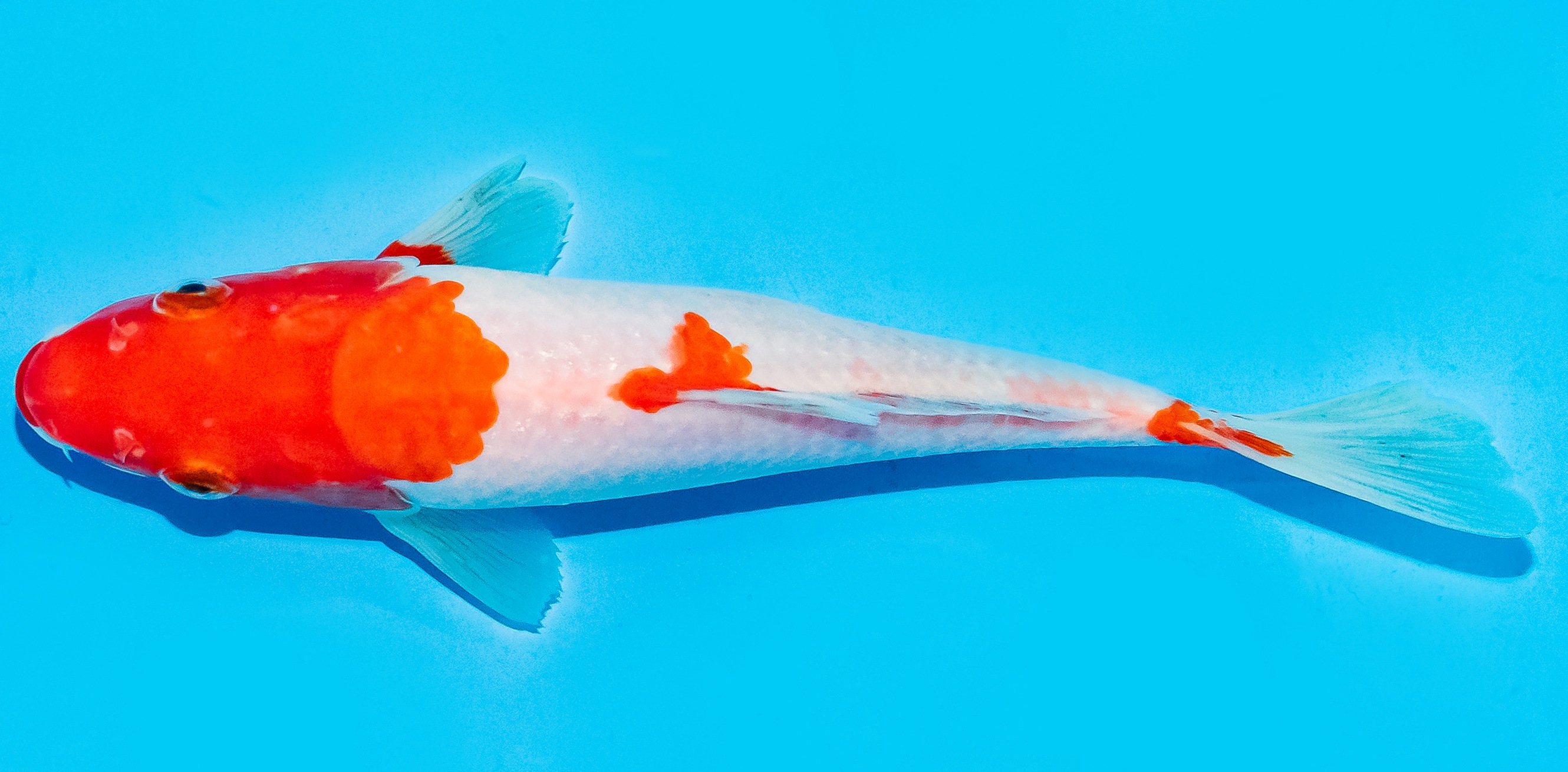 Koi 17-20cm Nr. 6870