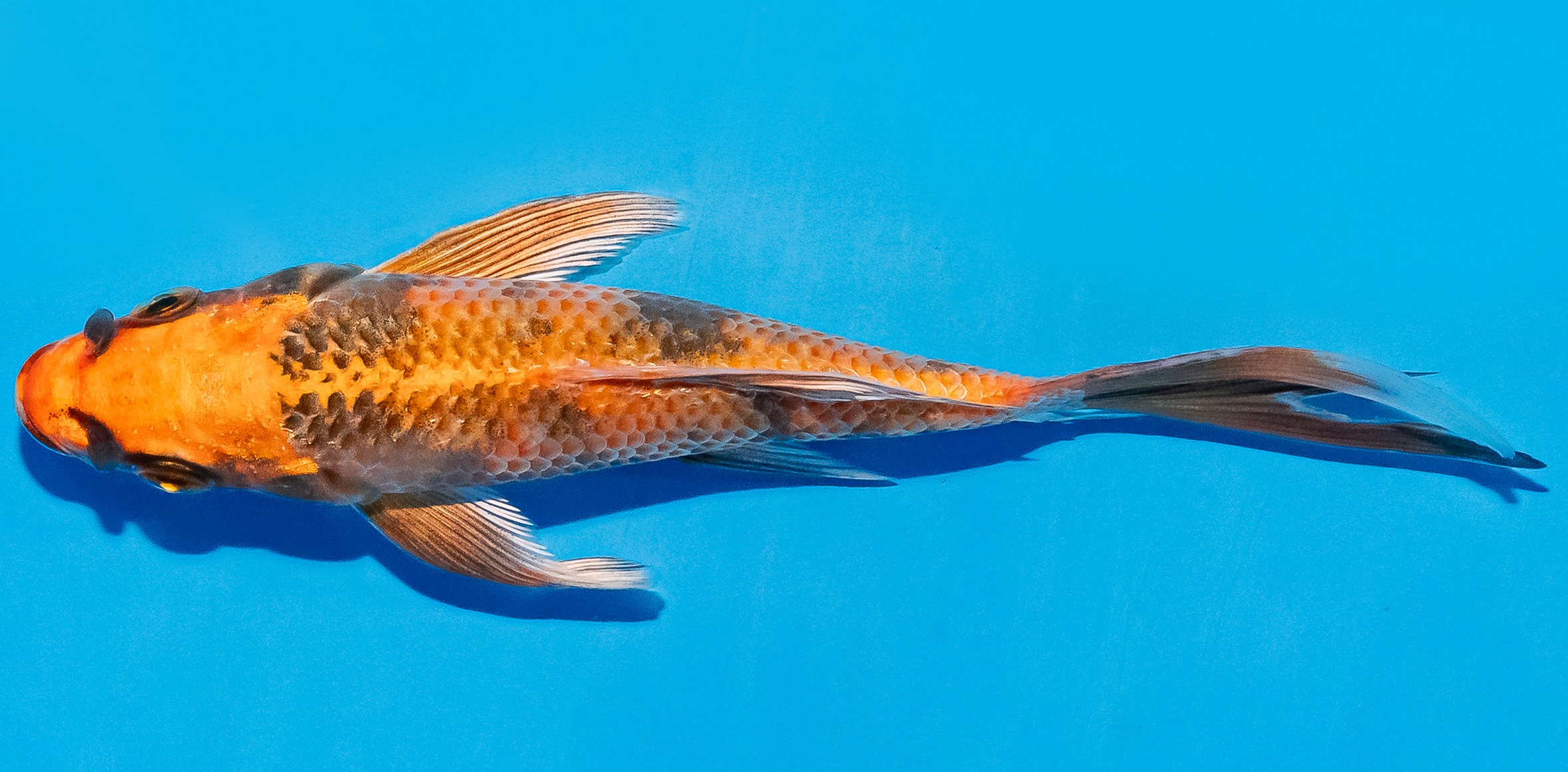 Butterfly Koi 14-17cm Nr. 5755