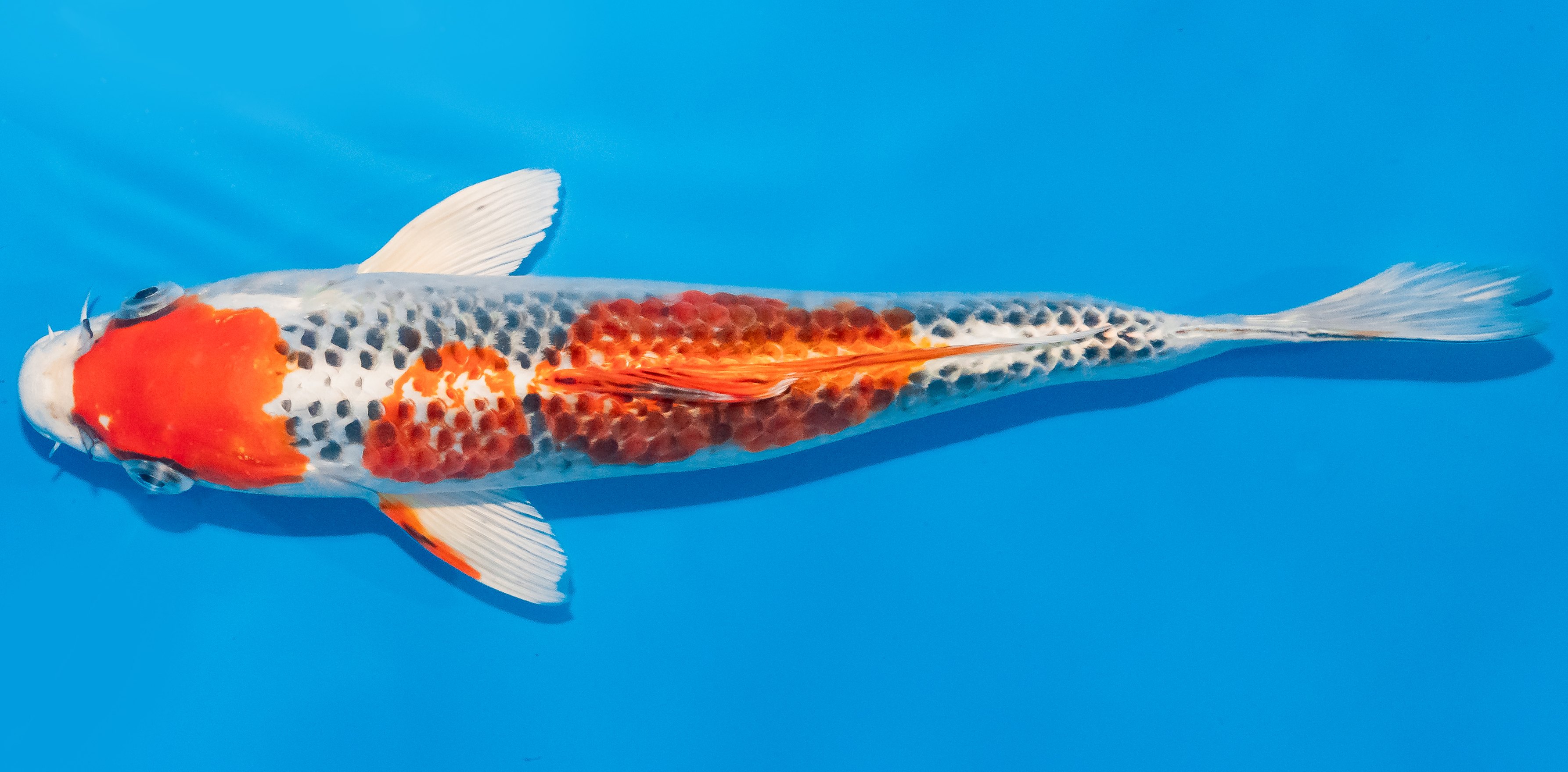 Koi 30-35cm Nr. 1364
