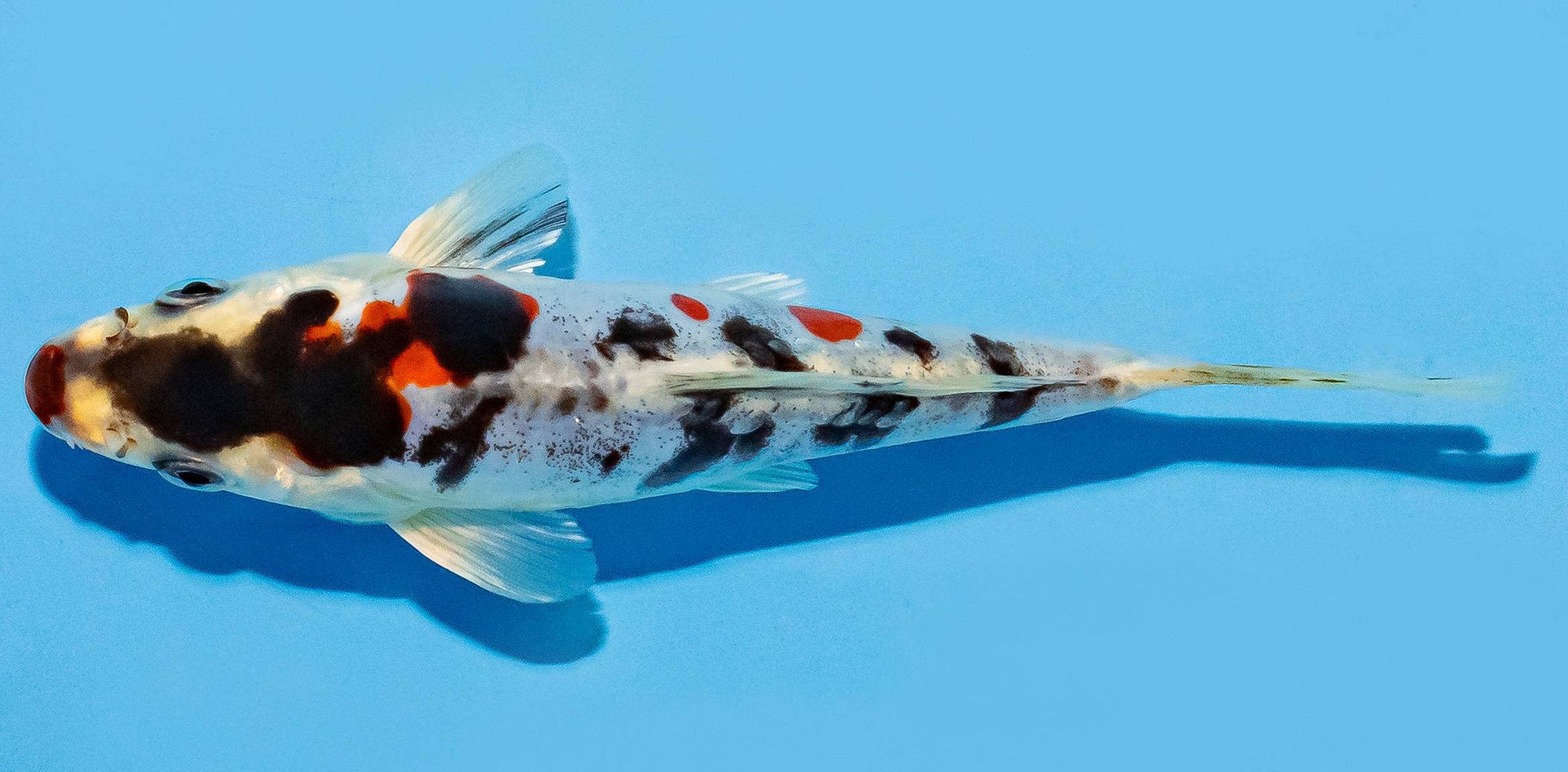Koi 14-17cm Nr. 8121
