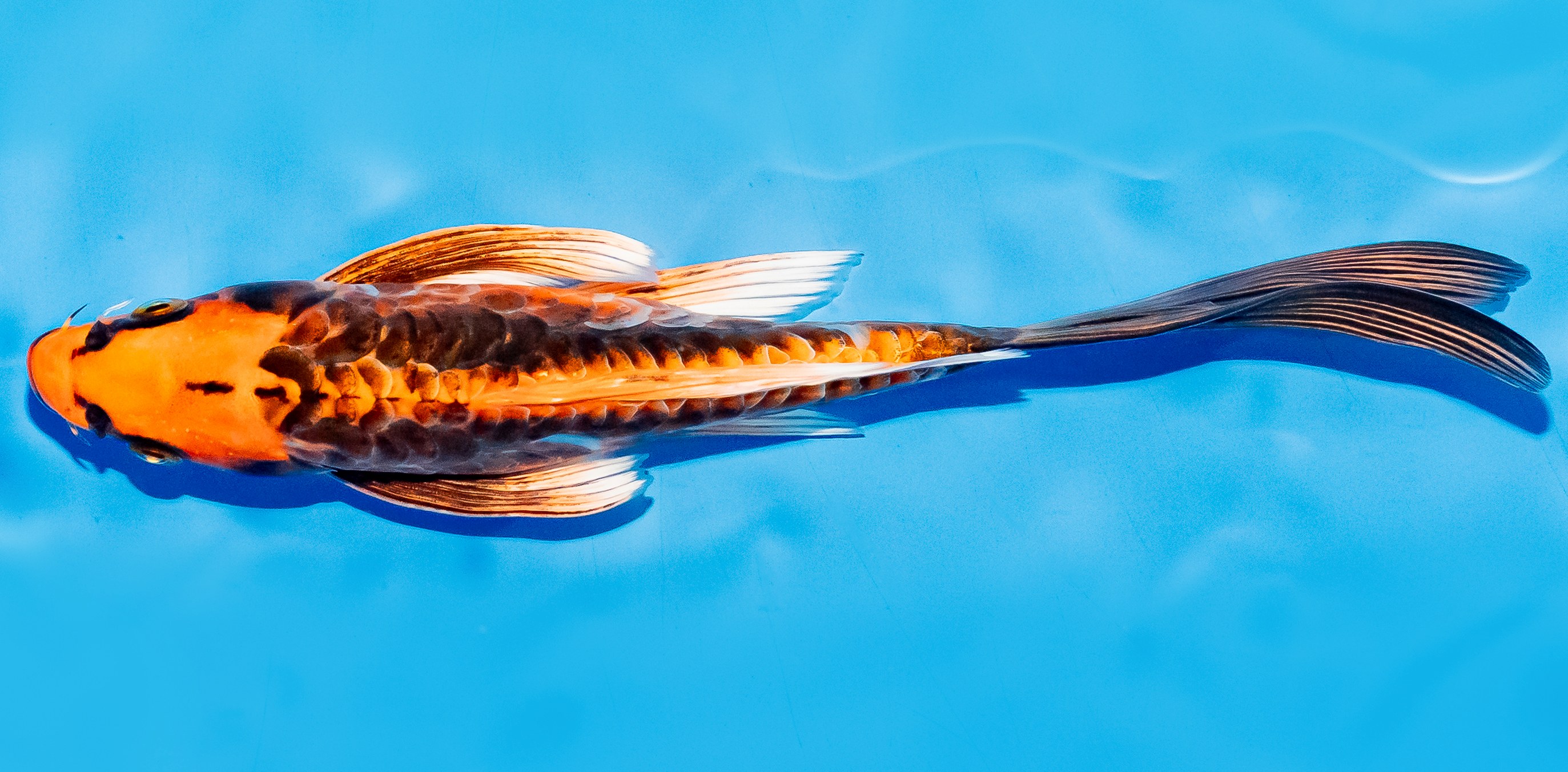 Butterfly Koi 20-25cm Nr. 5436