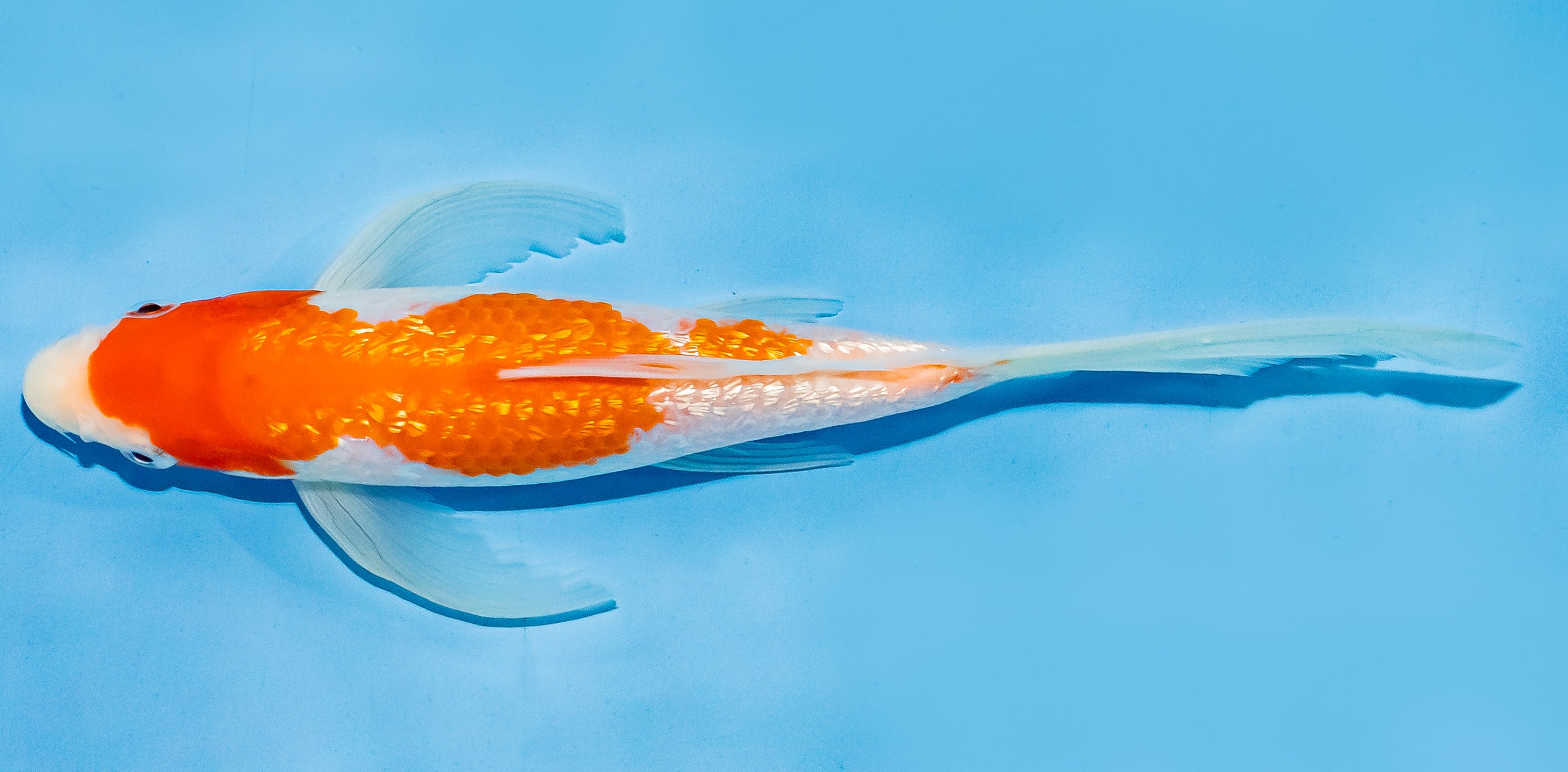 Butterfly Koi 20-25cm Nr. 7343