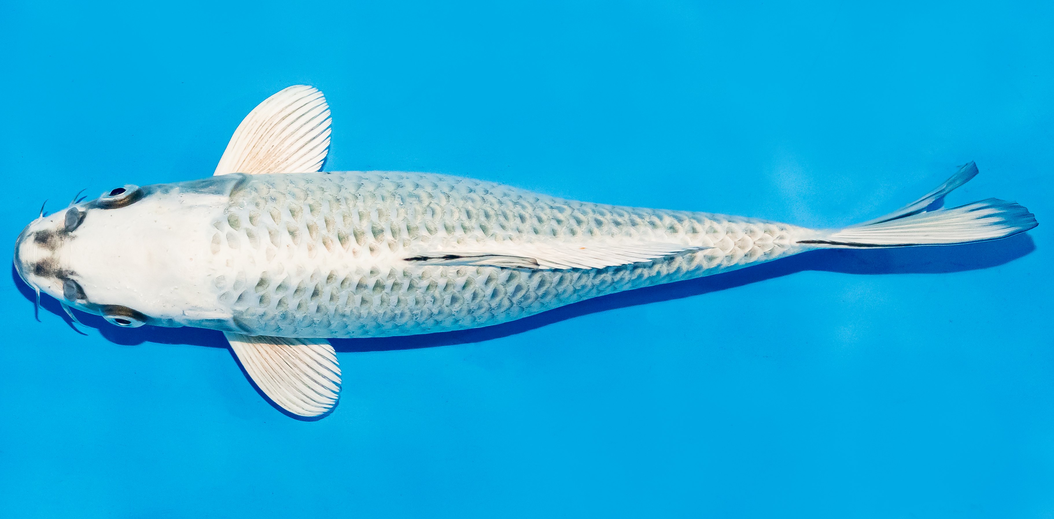 Koi 25-30cm Nr. 7905