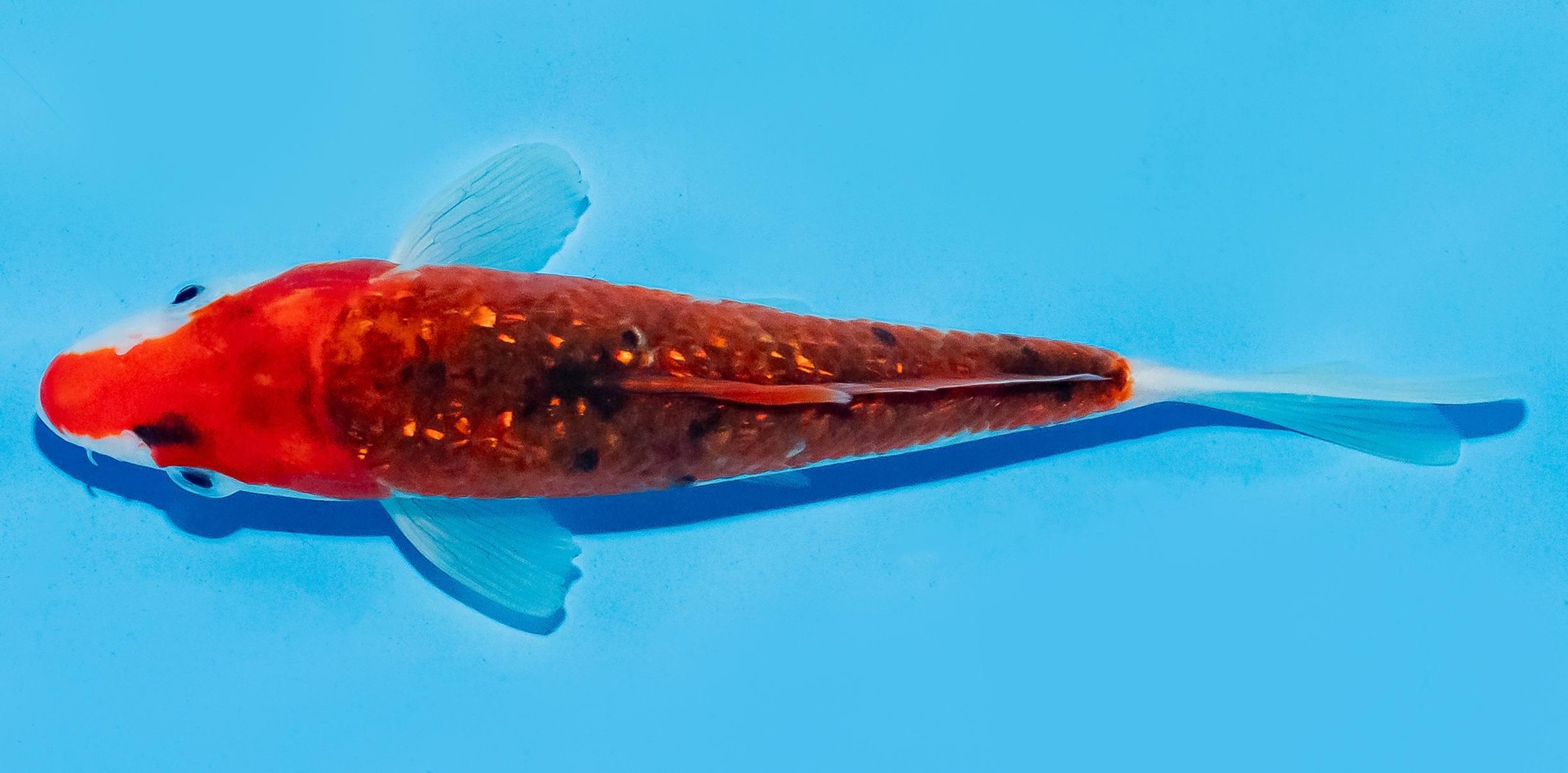 Koi 17-20cm Nr. 8727