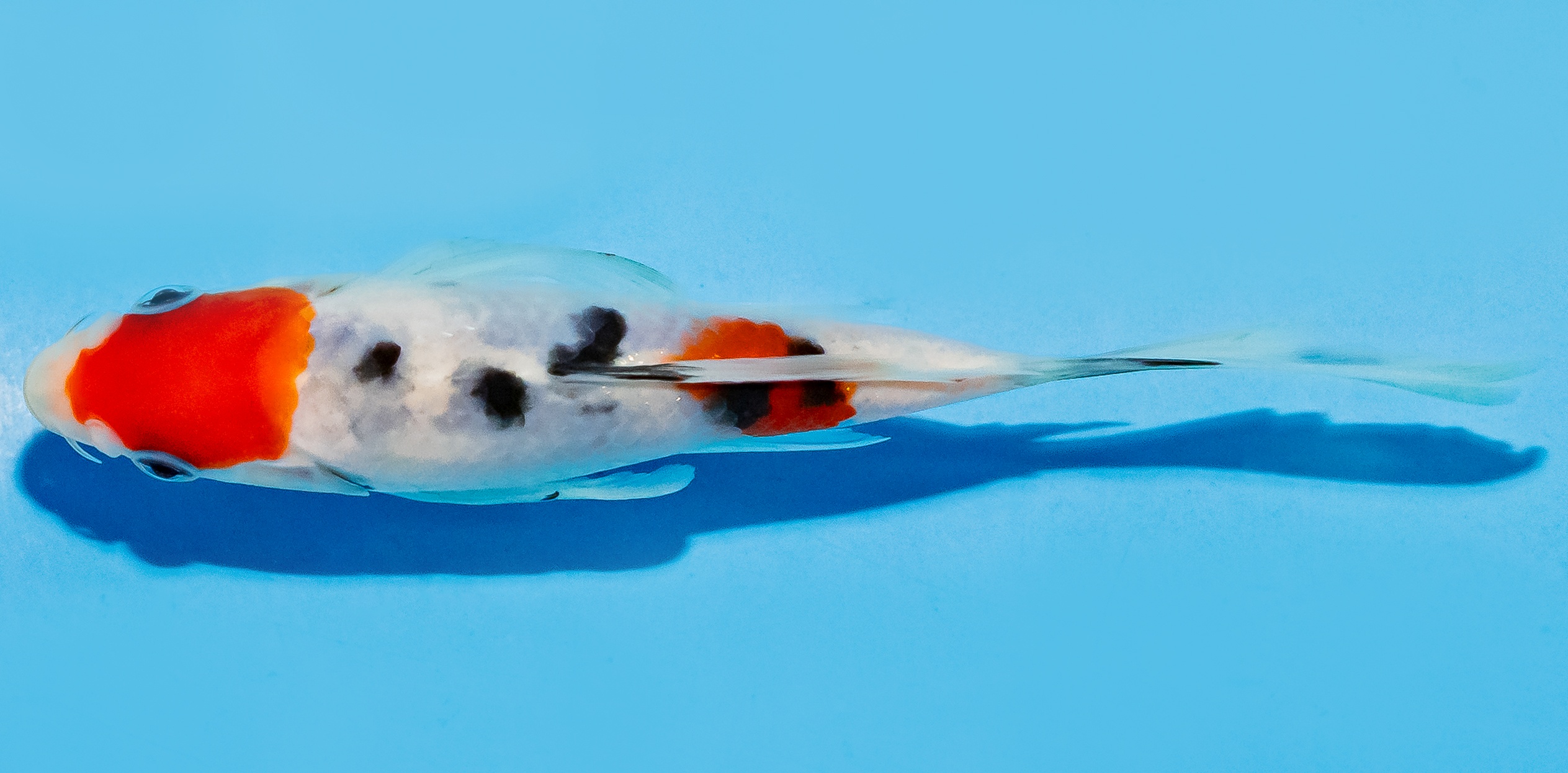 Butterfly Koi 17-20cm Nr. 6975