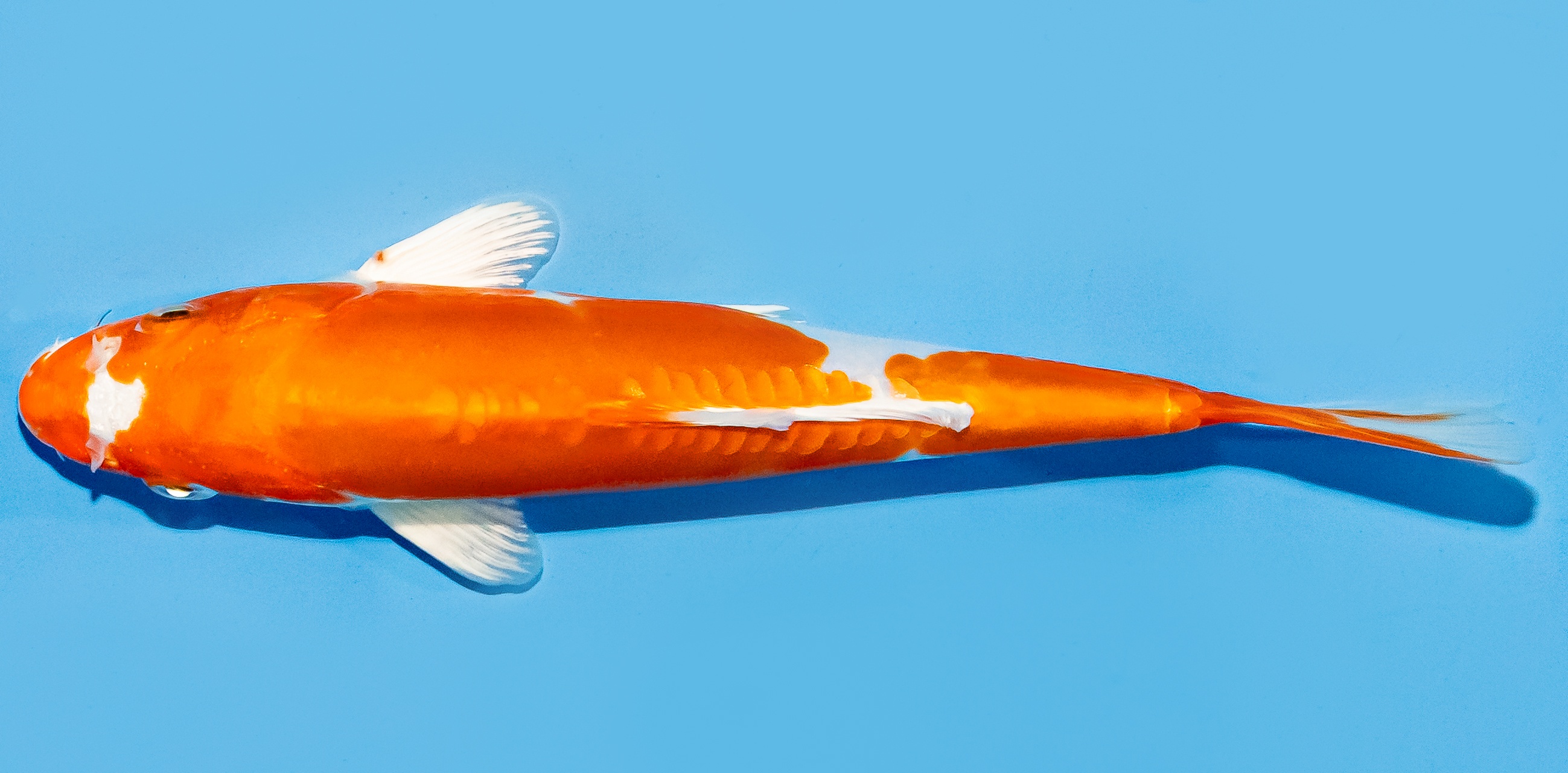 Koi 17-20cm Nr. 7735