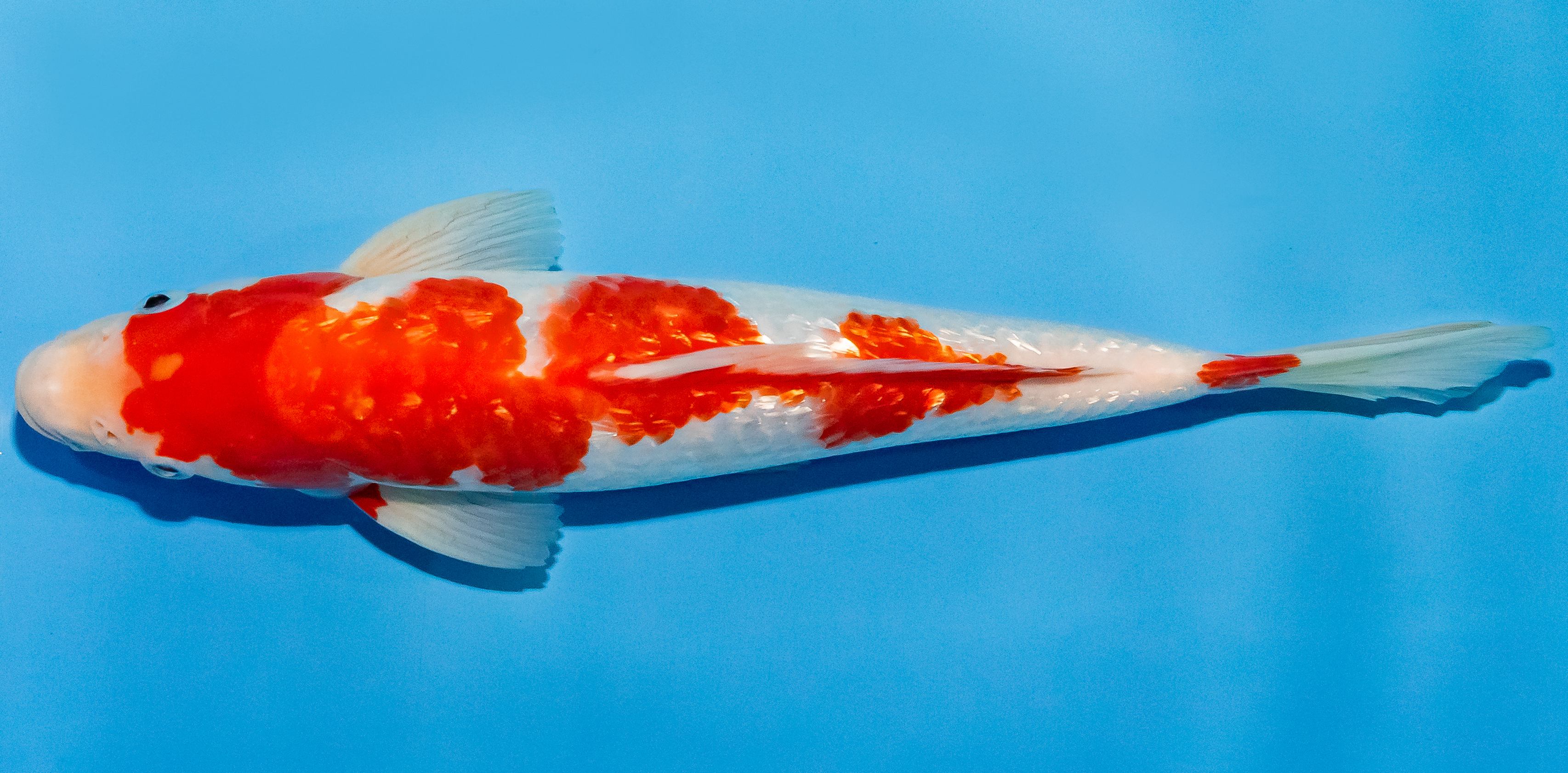 Koi 25-30cm Nr. 1649