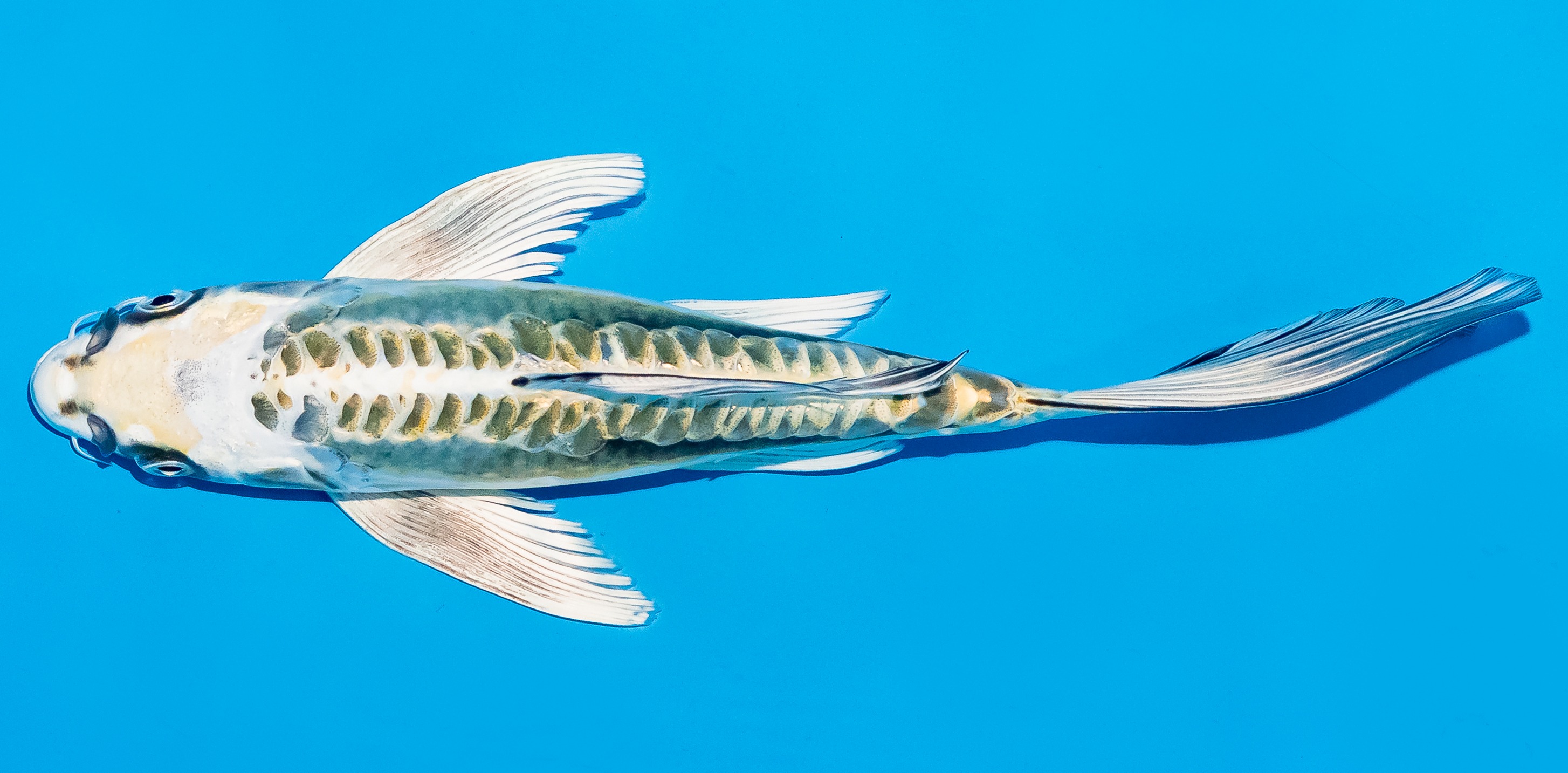 Butterfly Koi 20-25cm Nr. 5520