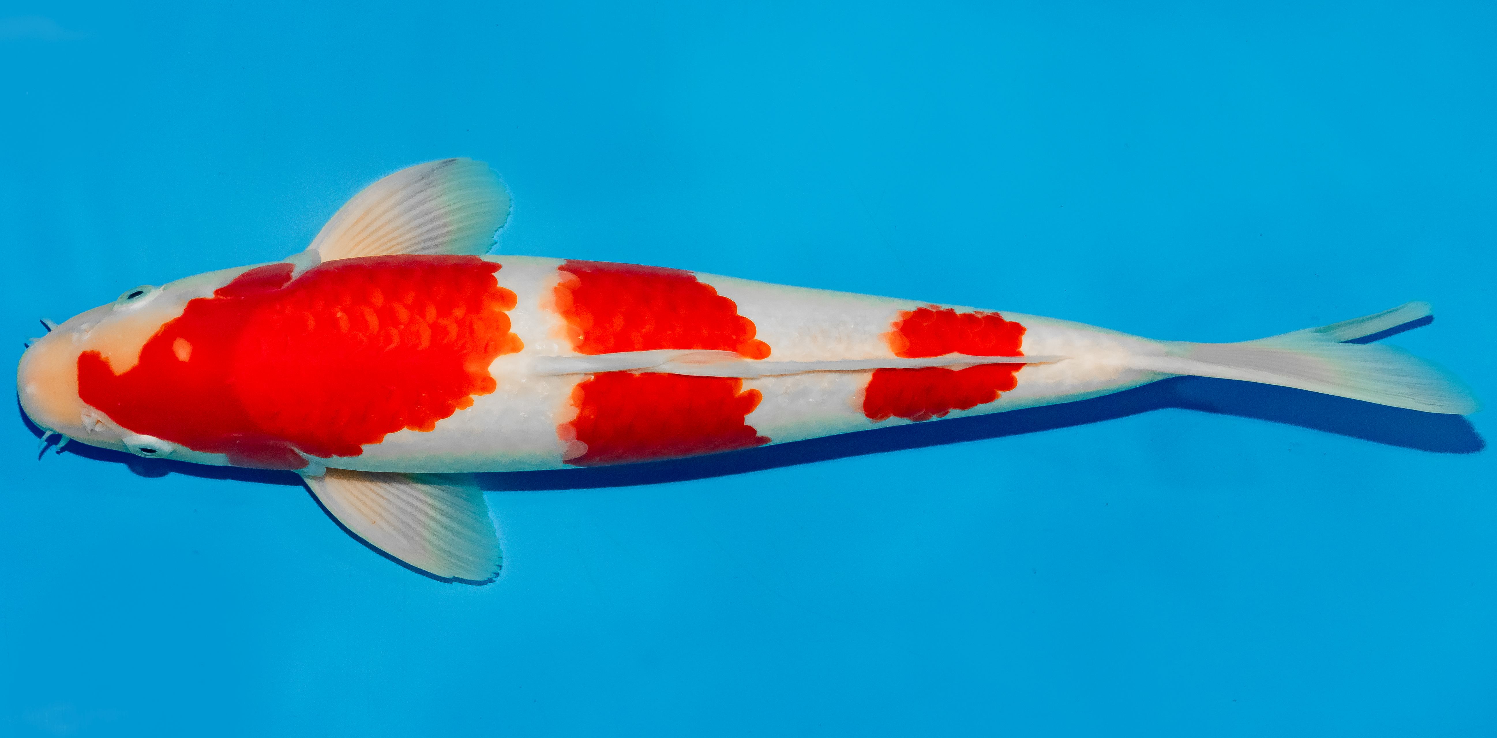 Koi 40-45cm Nr. 4938