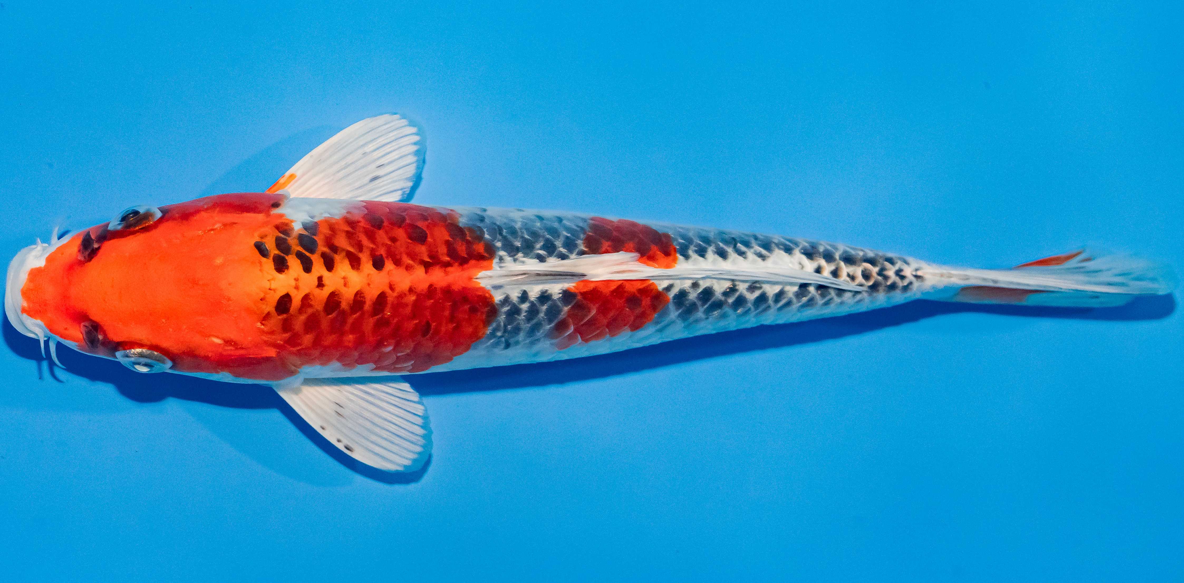 Koi 25-30cm Nr. 1637