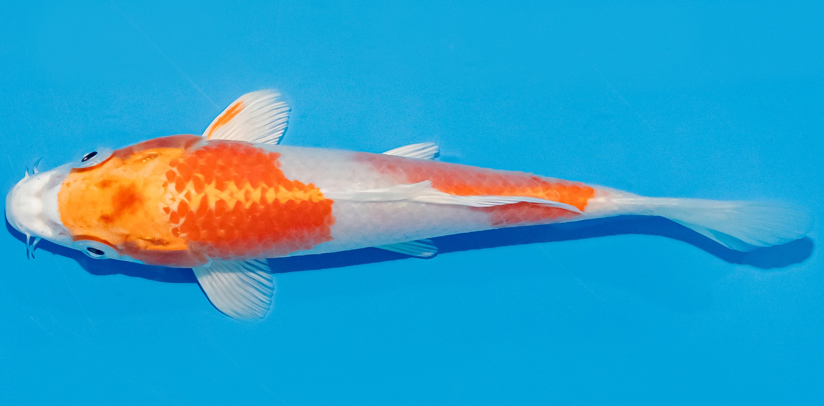 Koi 14-17cm Nr. 3114