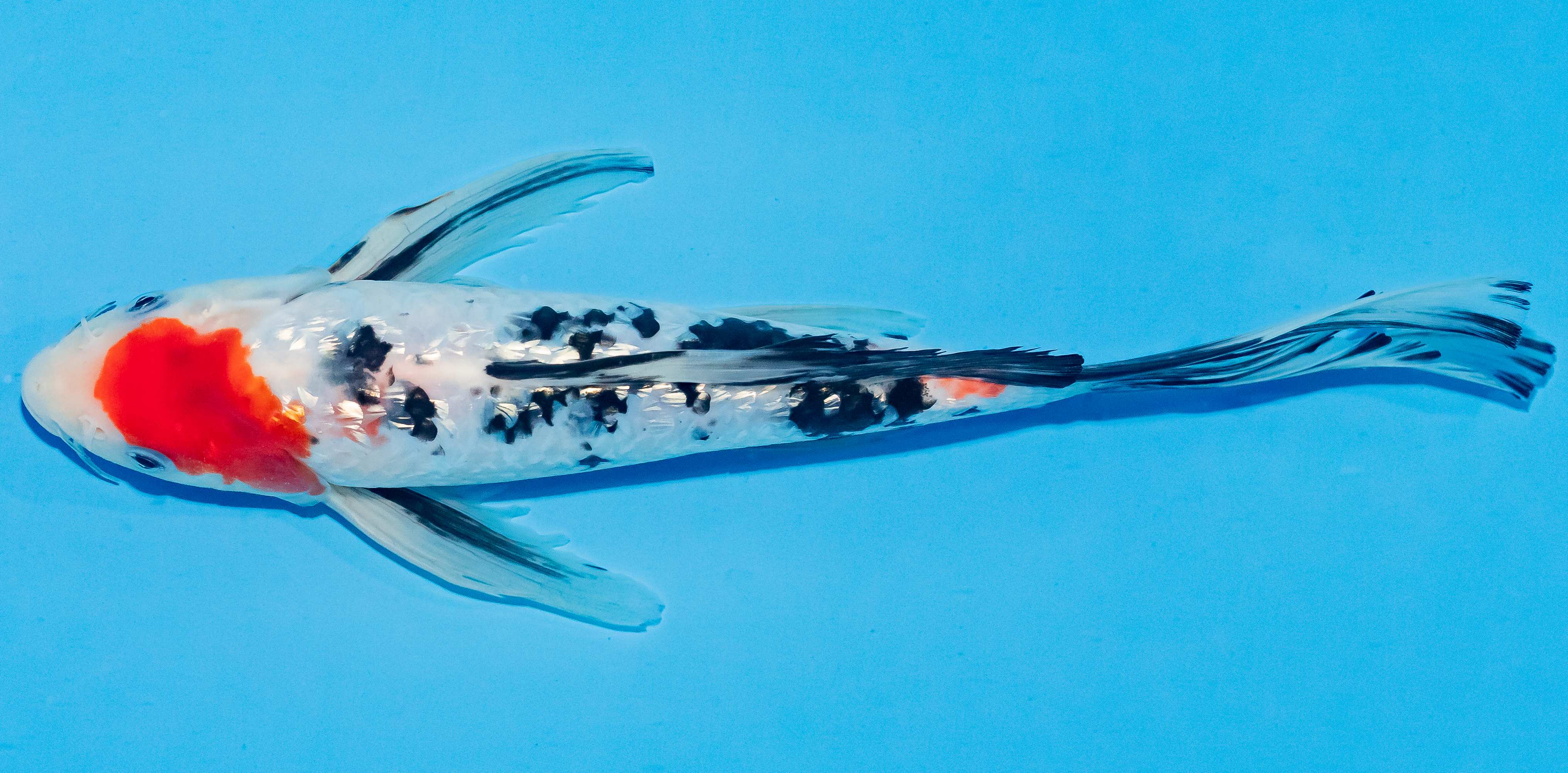 Butterfly Koi 25-30cm Nr. 2409