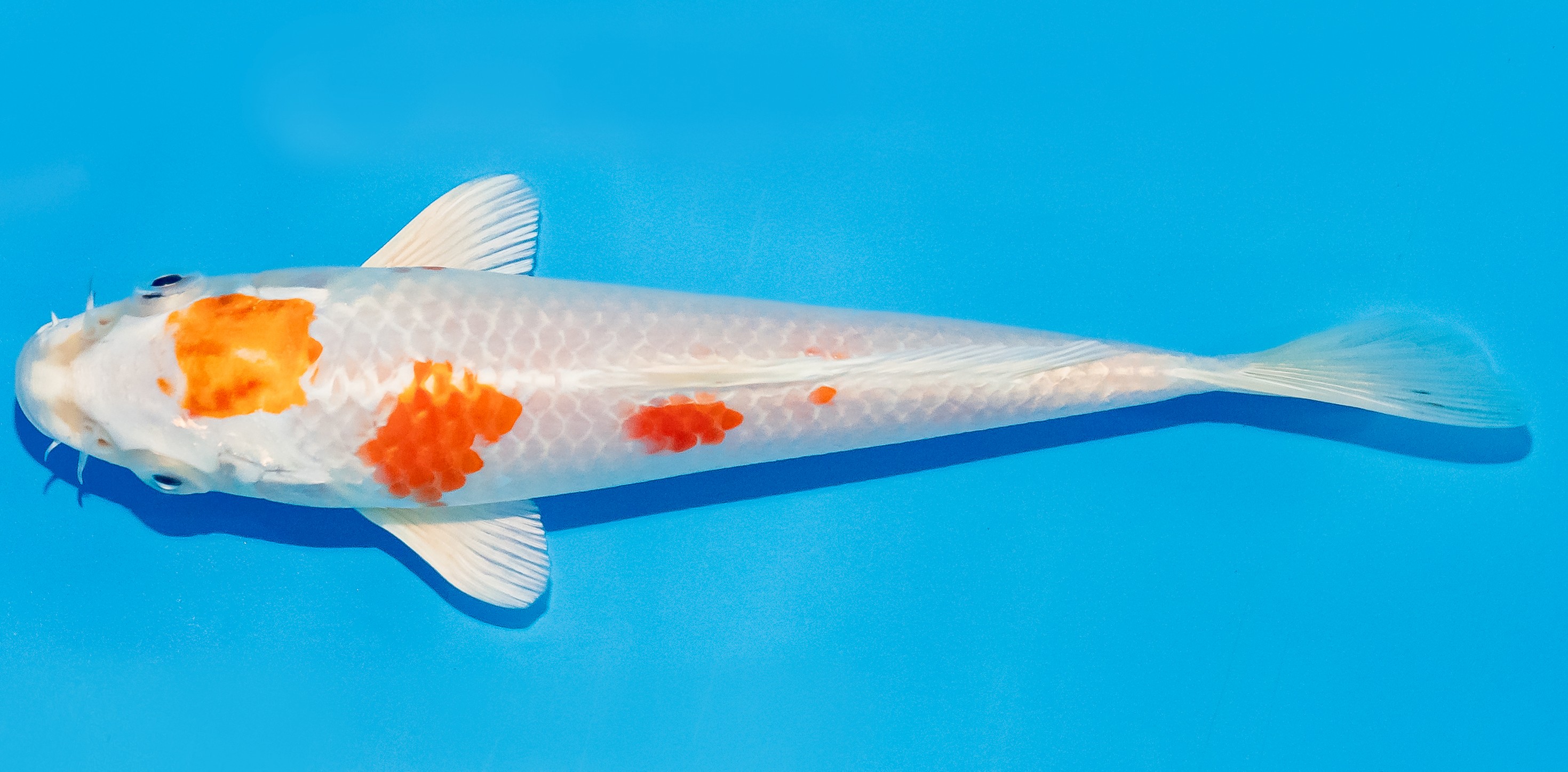 Koi 14-17cm Nr. 3150