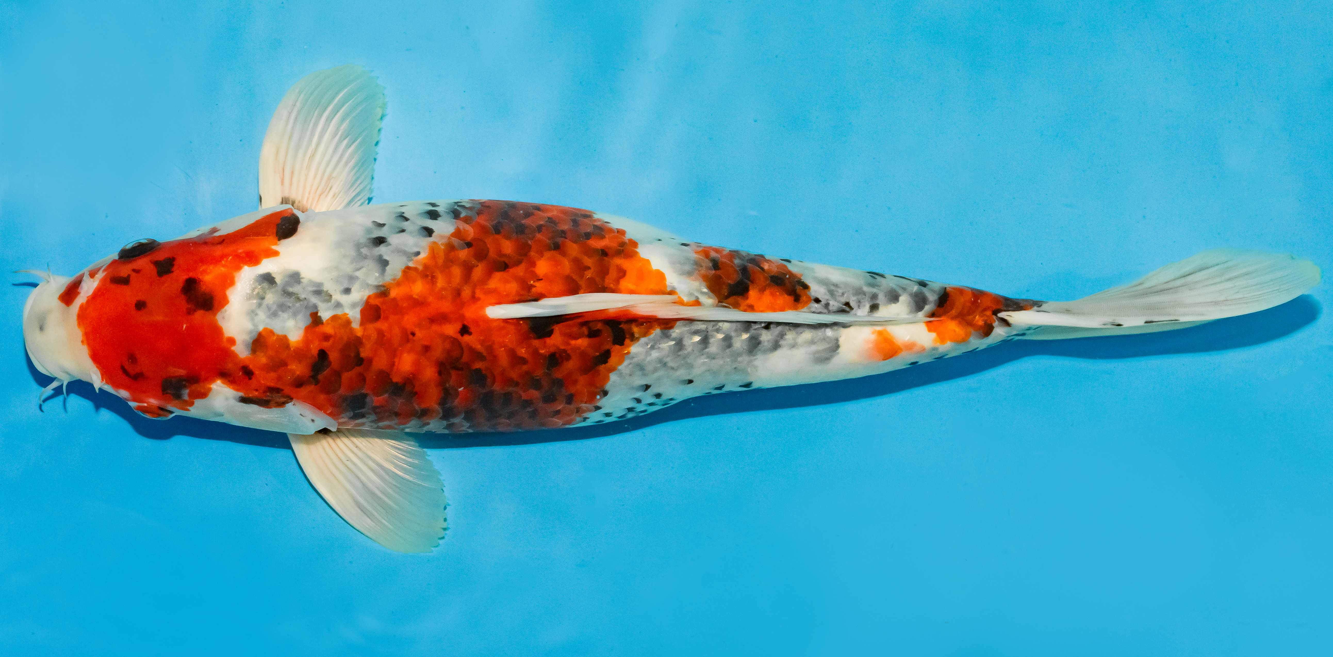 Koi 40-45cm Nr. 4958
