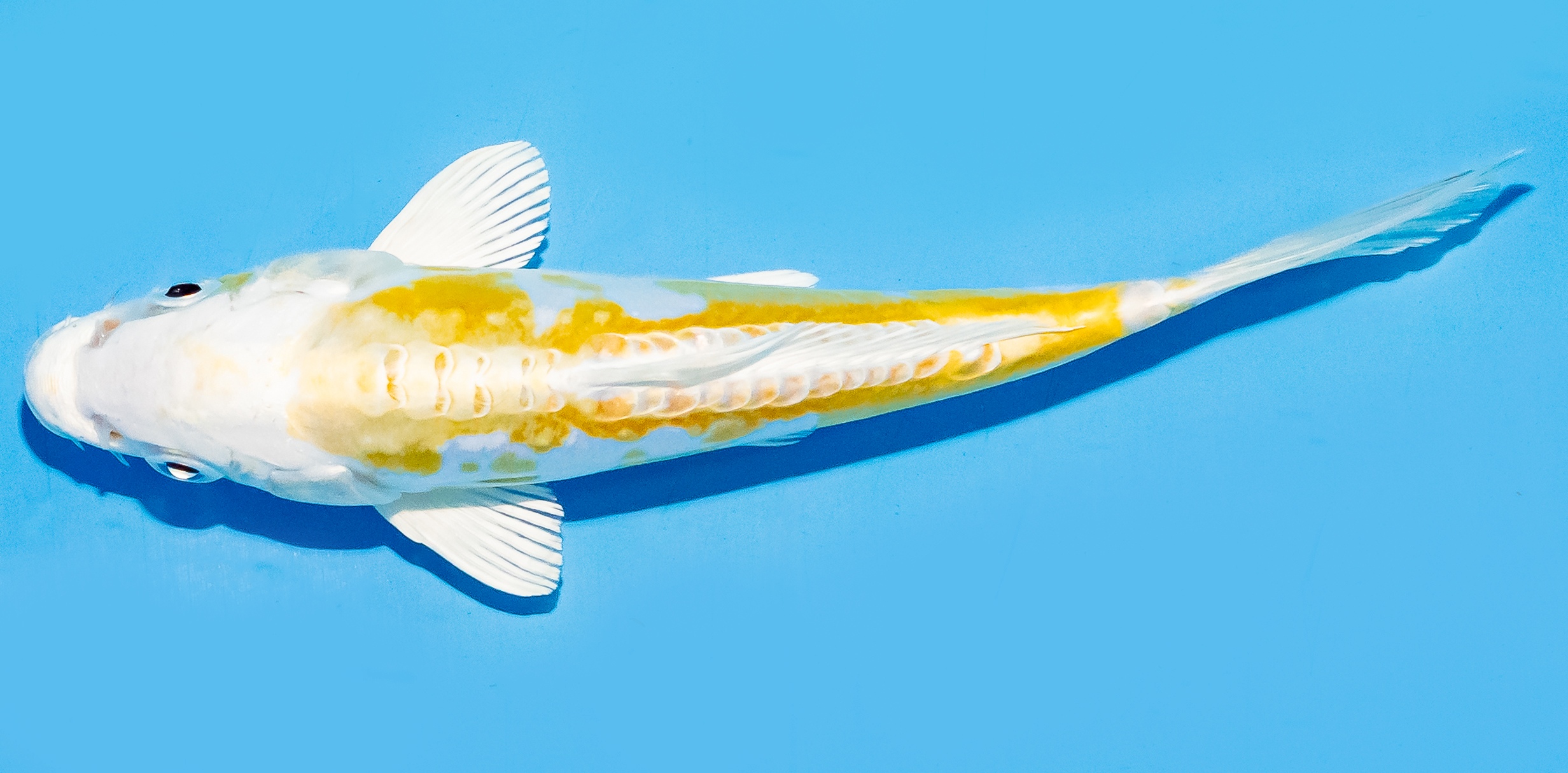 Koi 17-20cm Nr. 8786