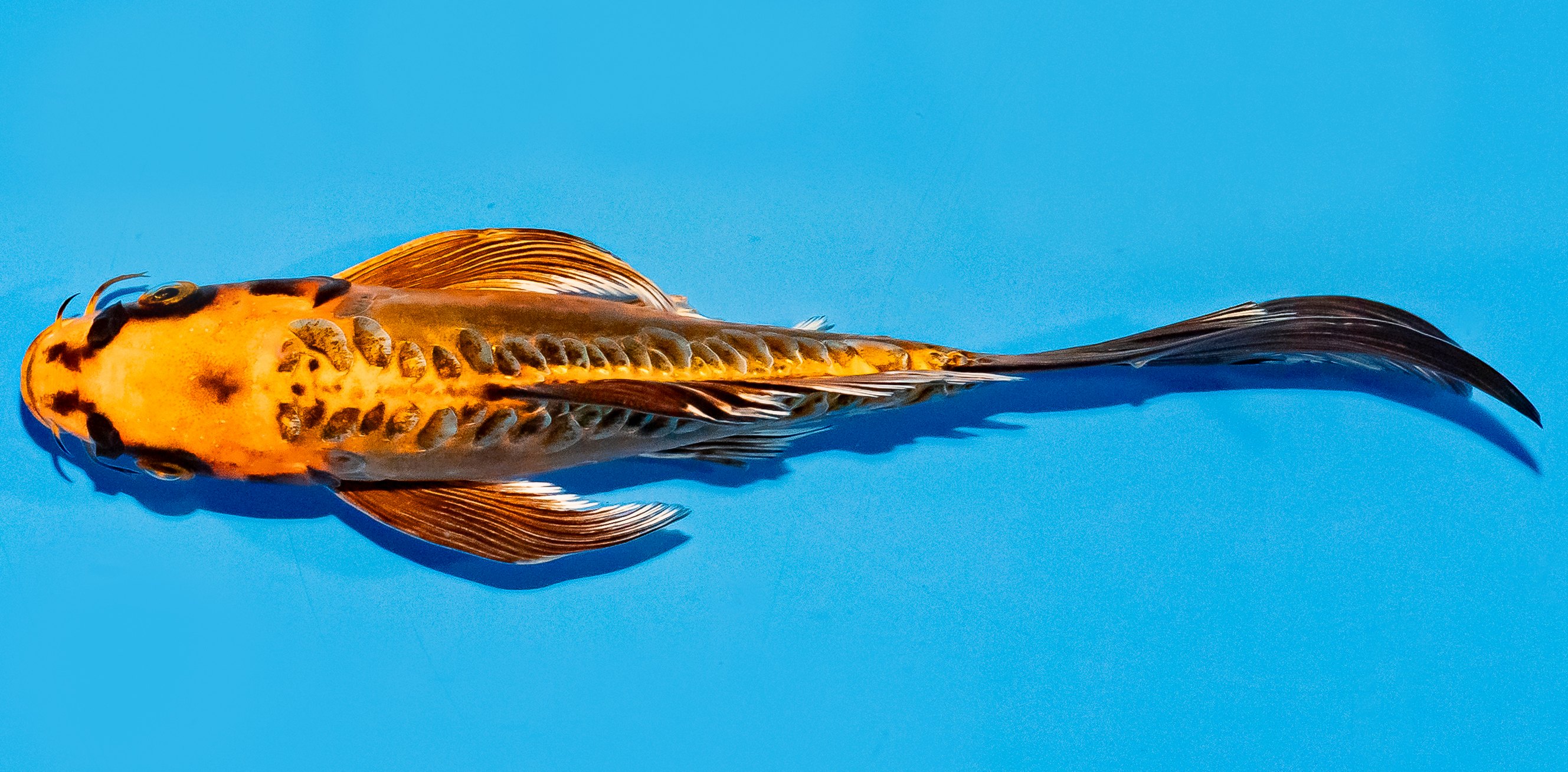 Butterfly Koi 20-25cm Nr. 5410