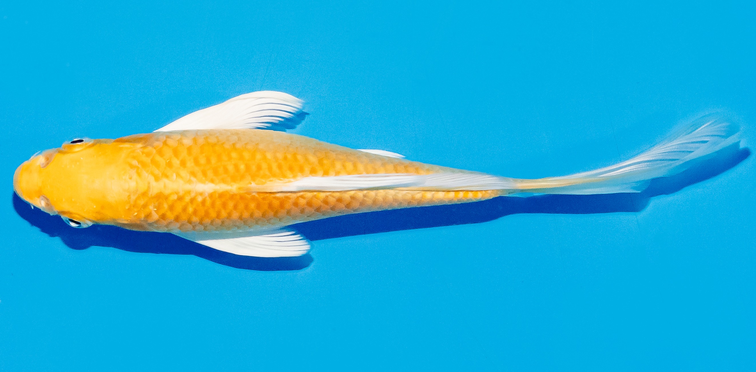 Butterfly Koi 20-25cm Nr. 5412