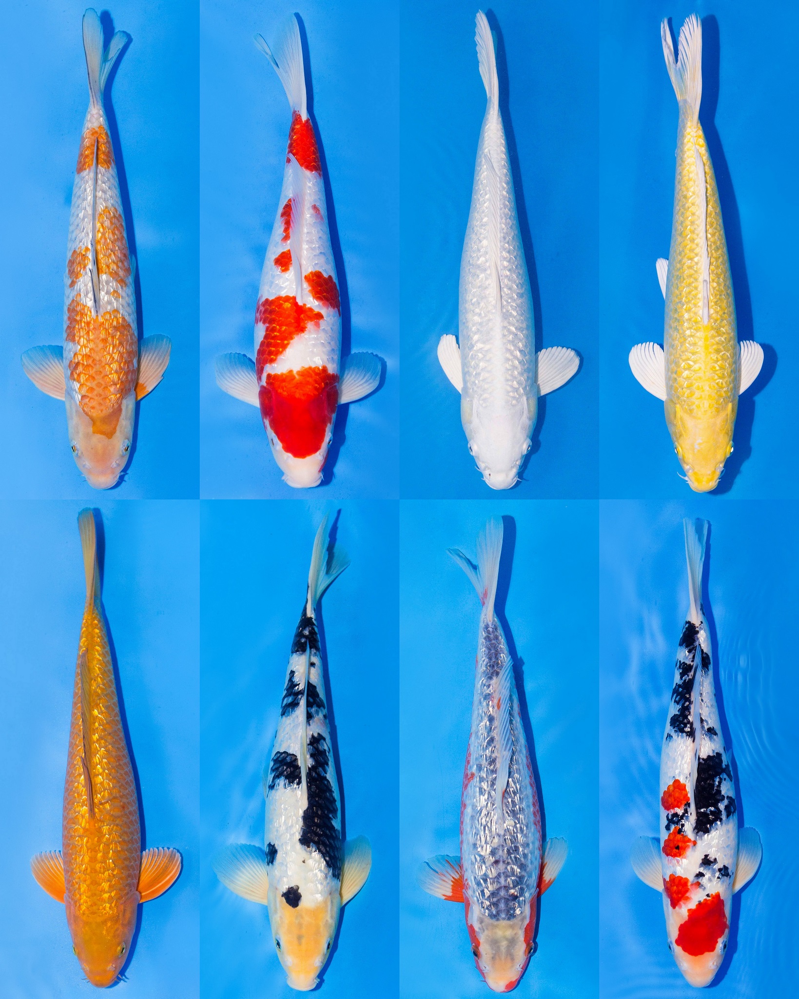 15x Koi GinRin 11-14cm