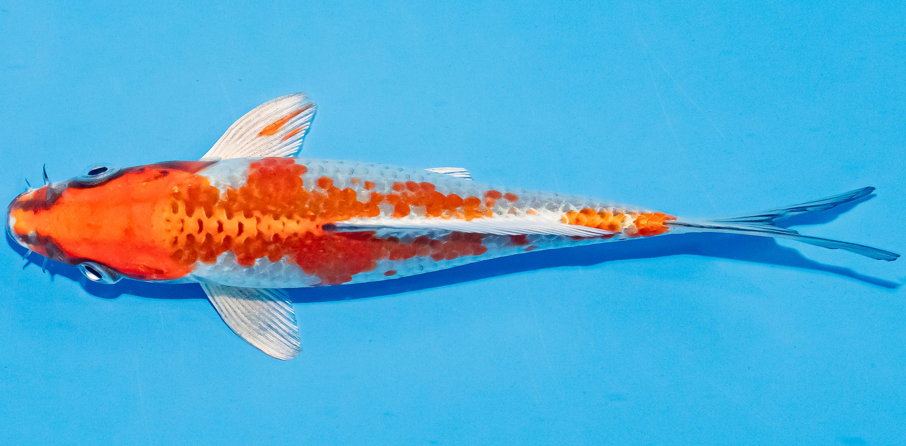 Koi 14-17cm Nr. 3141