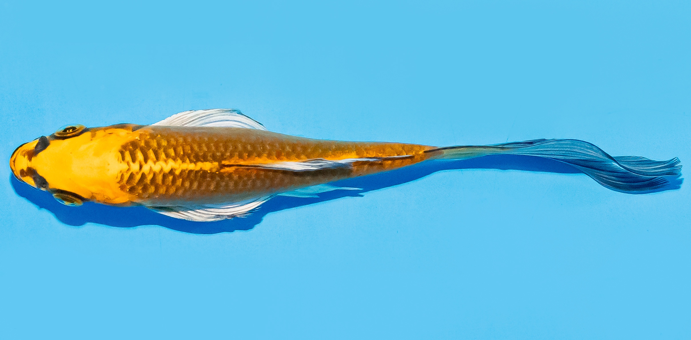Butterfly Koi 14-17cm Nr. 8215