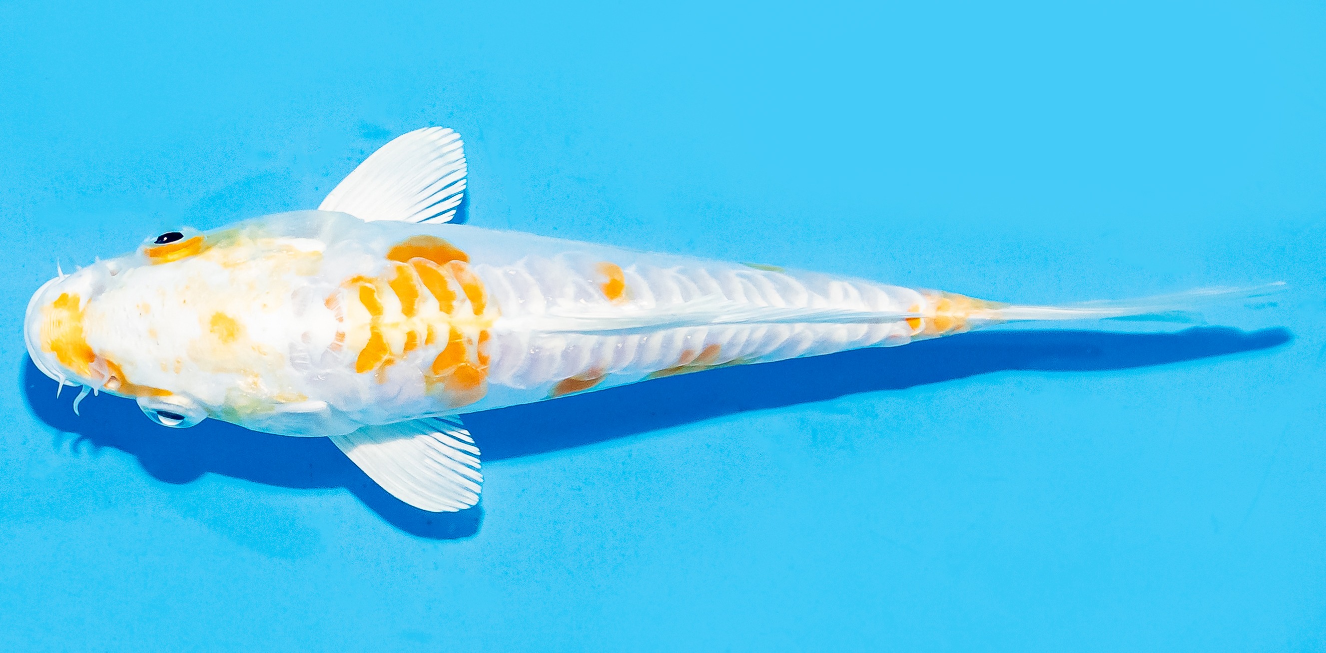 Koi 17-20cm Nr. 8752