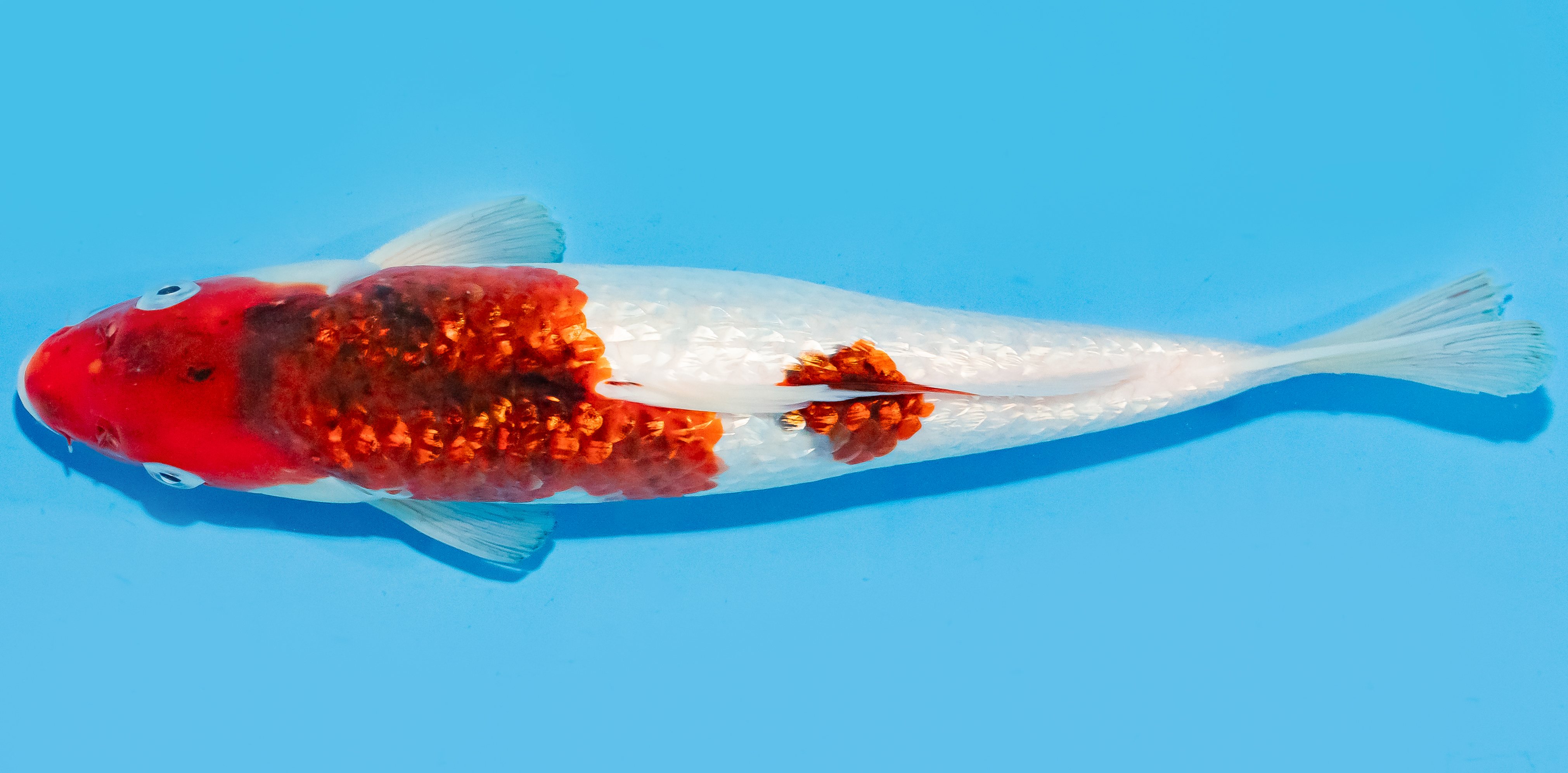 Koi 30-35cm Nr. 7645
