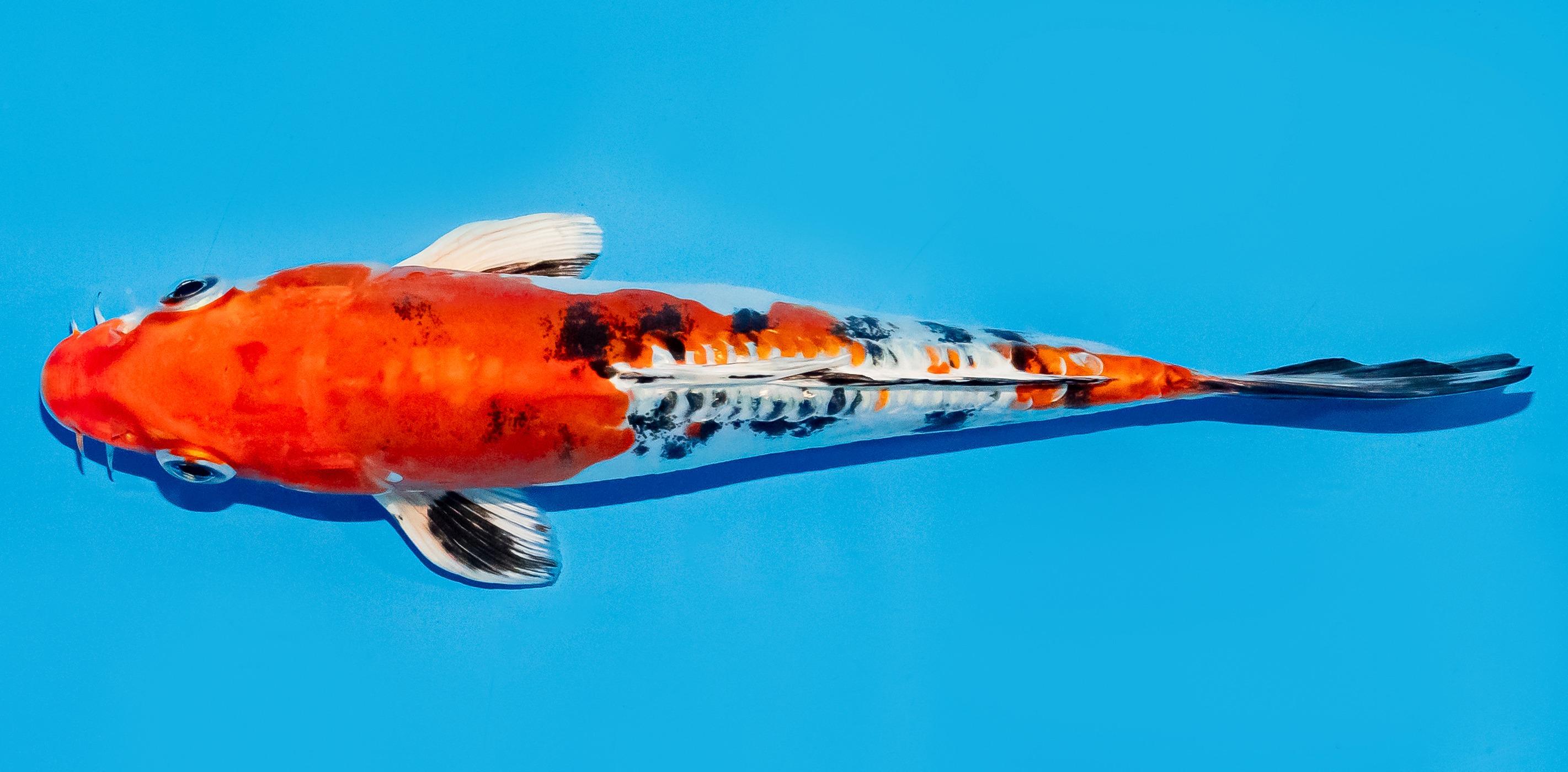 Koi 17-20cm Nr. 7784
