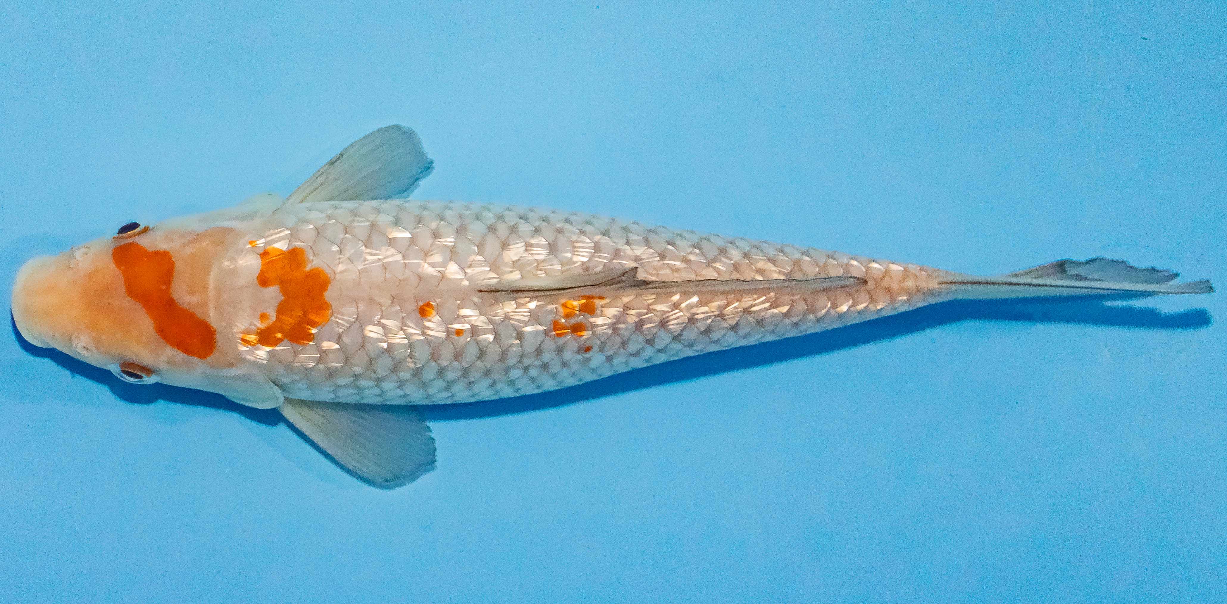 Koi 25-30cm Nr. 1610