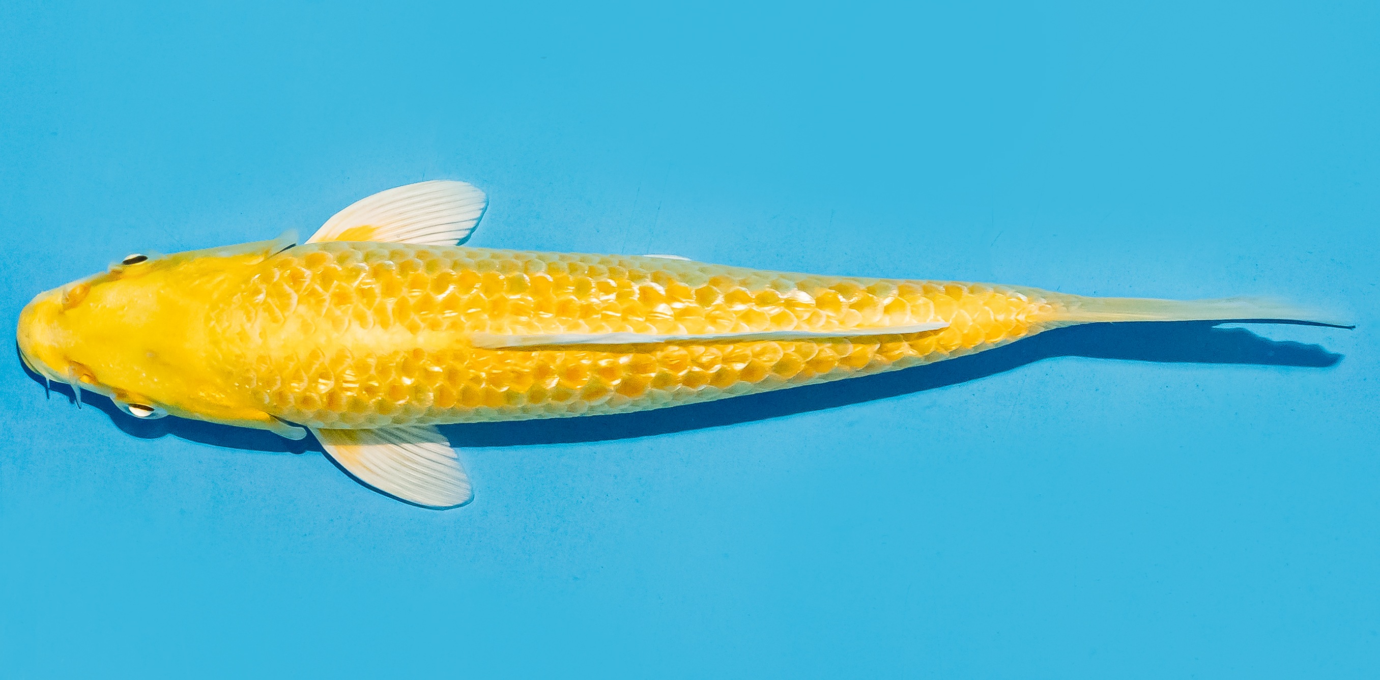 Koi 17-20cm Nr. 8704