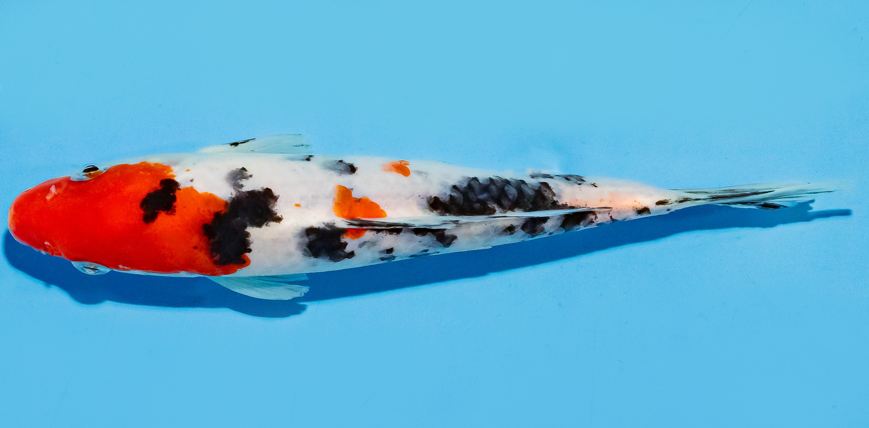 Koi 20-25cm Nr. 7522