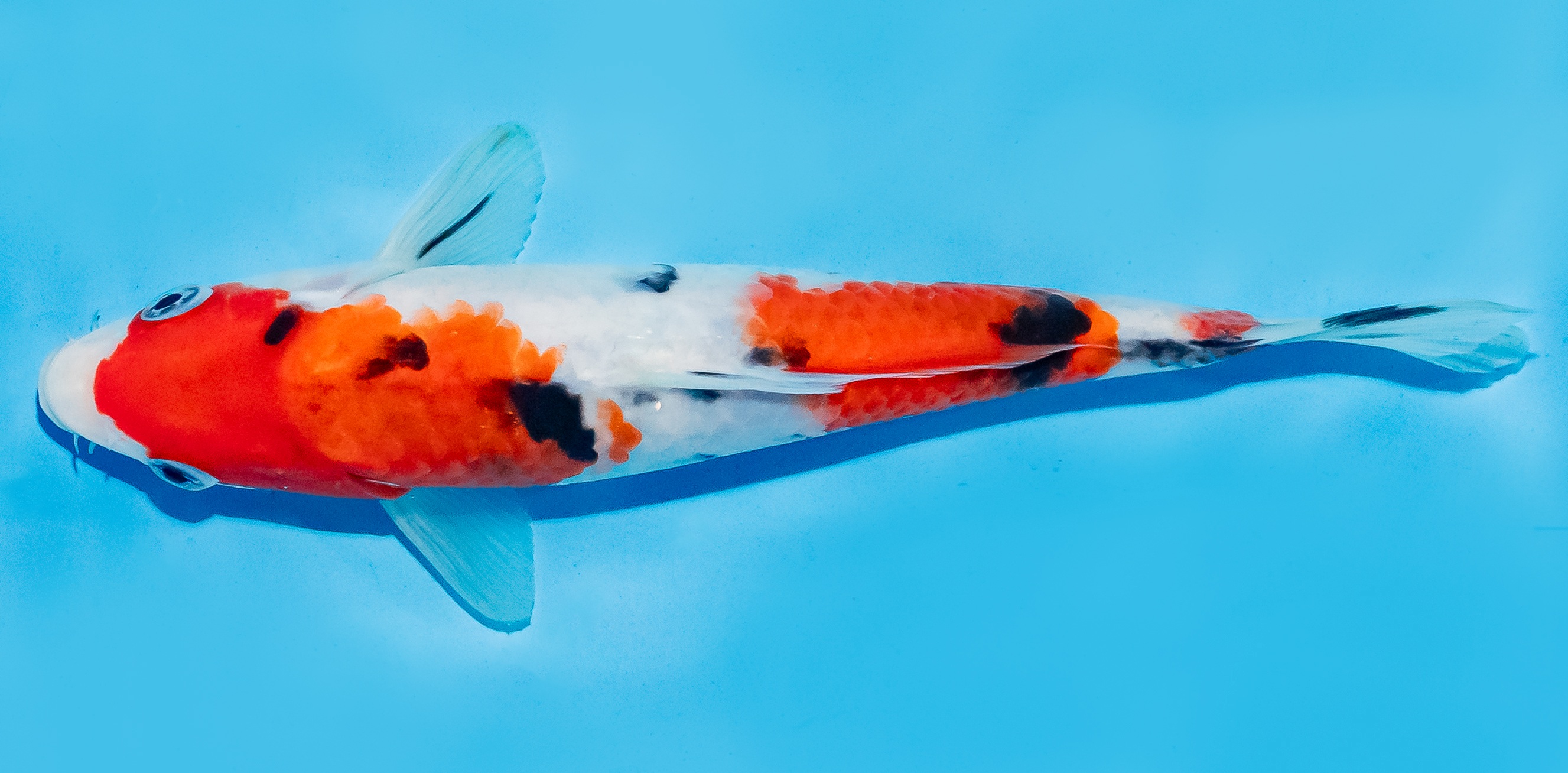 Koi 17-20cm Nr. 8701
