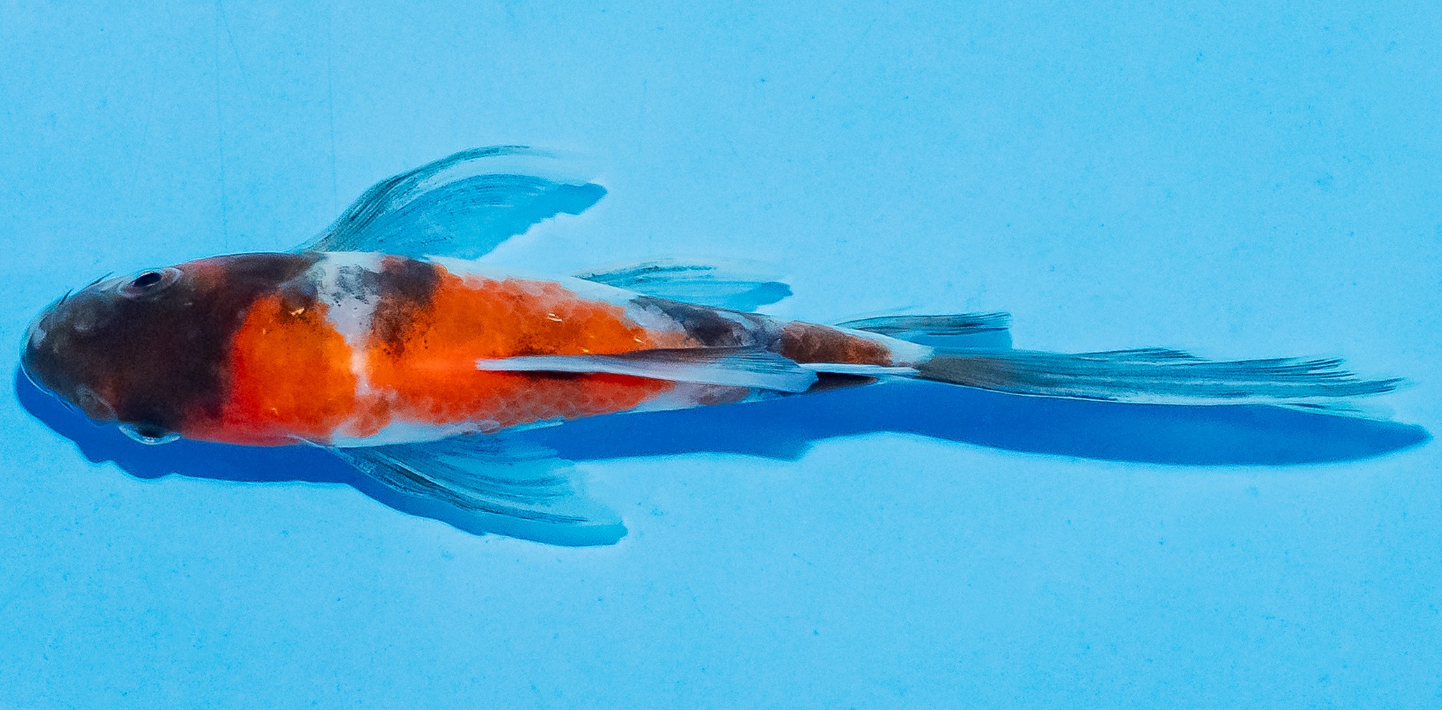 Butterfly Koi 14-17cm Nr. 5756