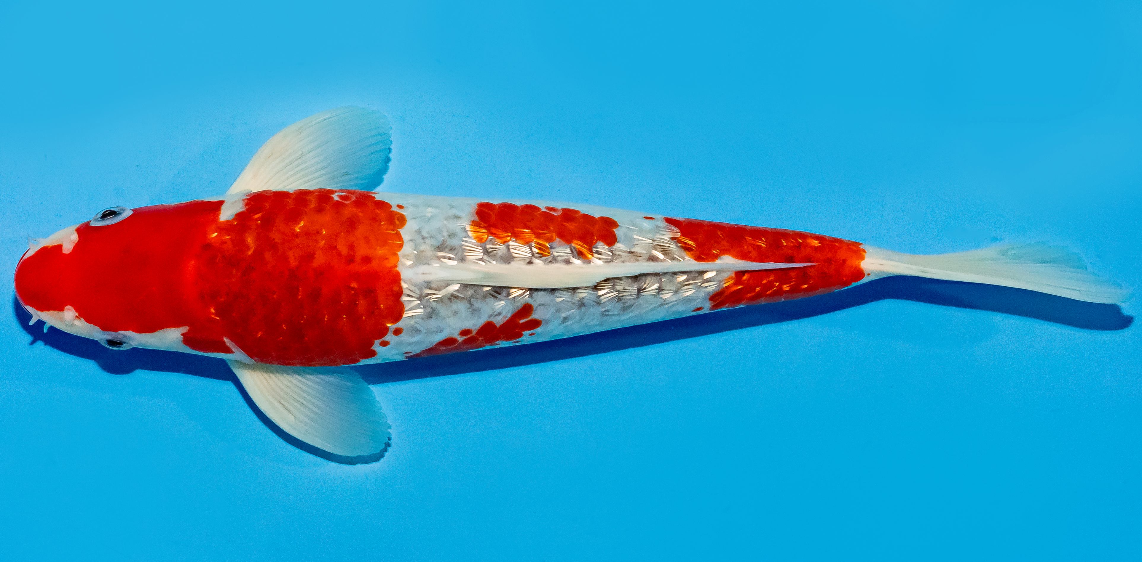 Koi 30-35cm Nr. 5140
