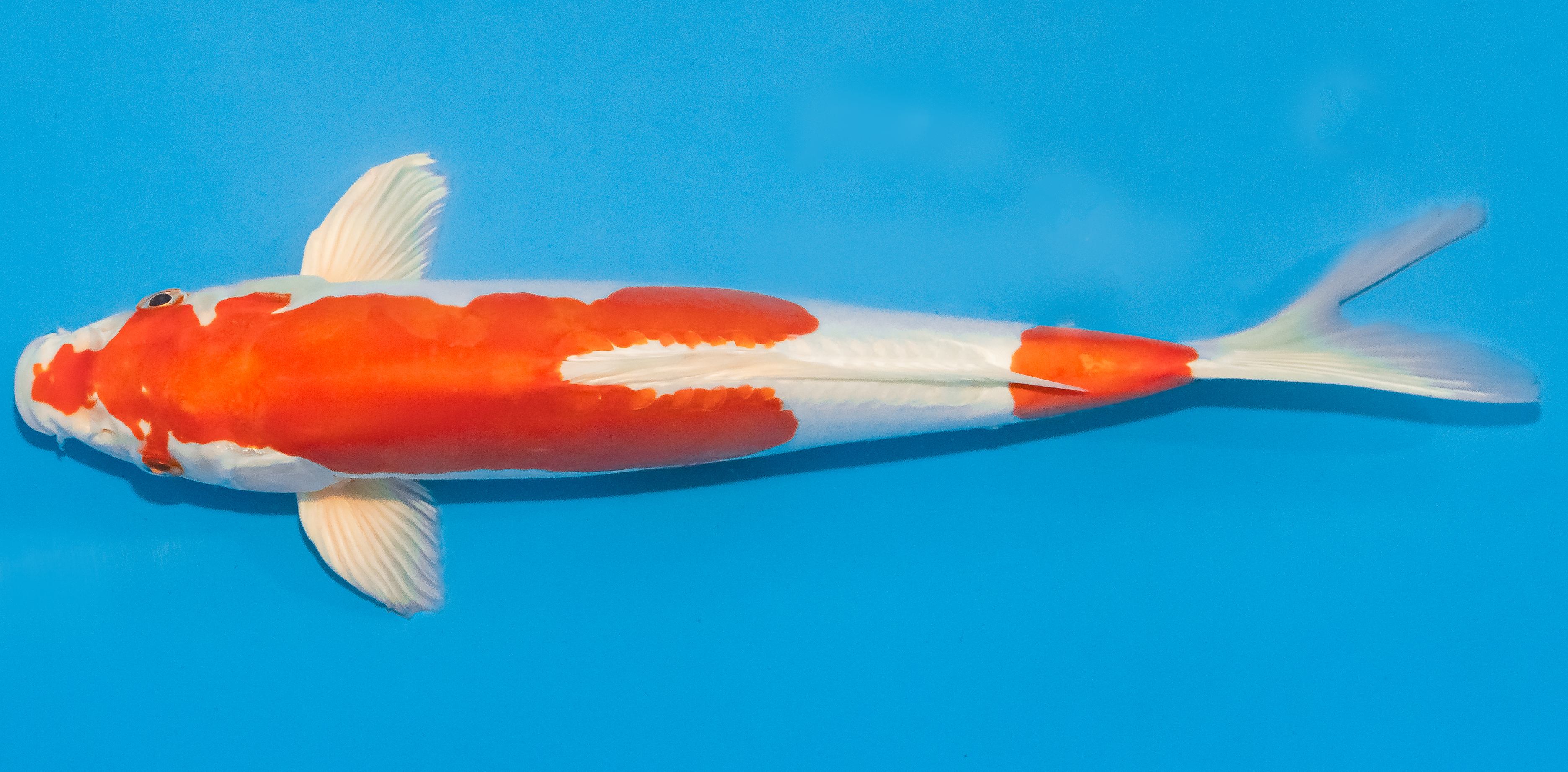 Koi 30-35cm Nr. 1387
