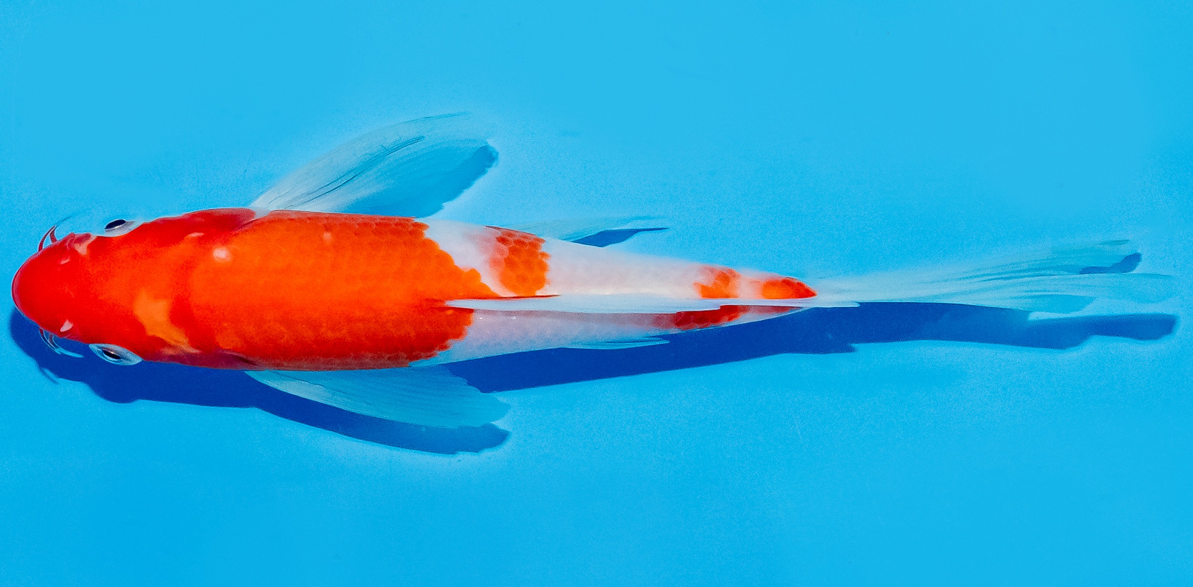 Butterfly Koi 20-25cm Nr. 8503