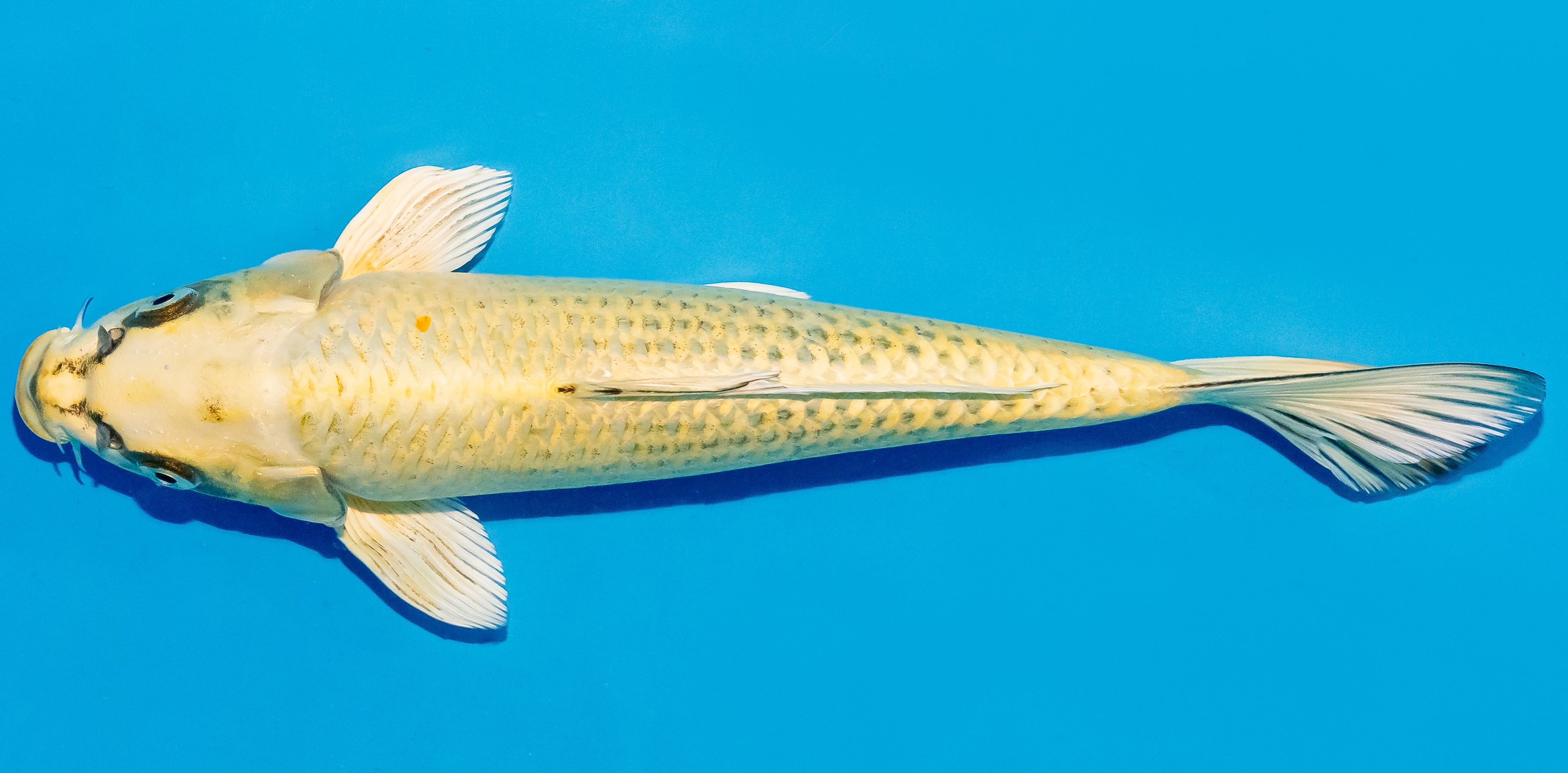 Koi 25-30cm Nr. 7930