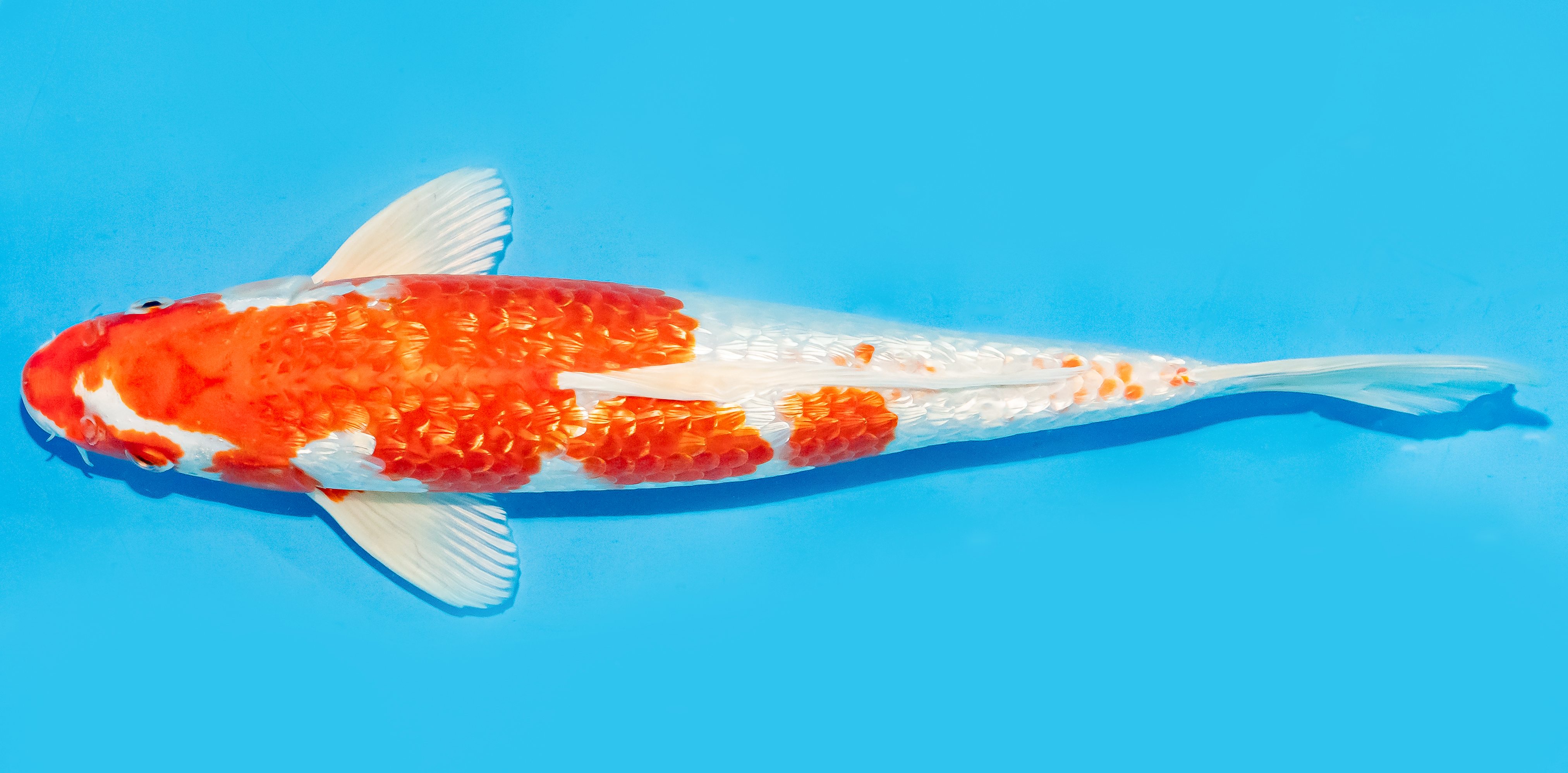 Koi 30-35cm Nr. 7661