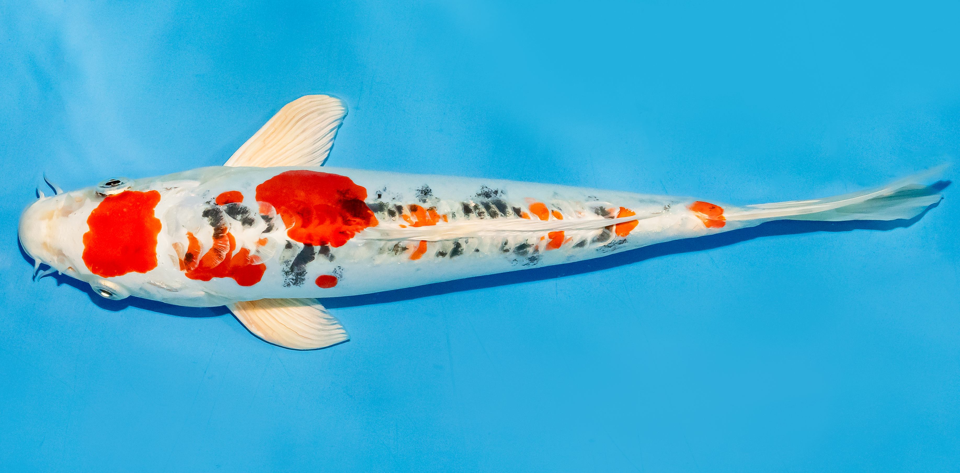 Koi 25-30cm Nr. 7912