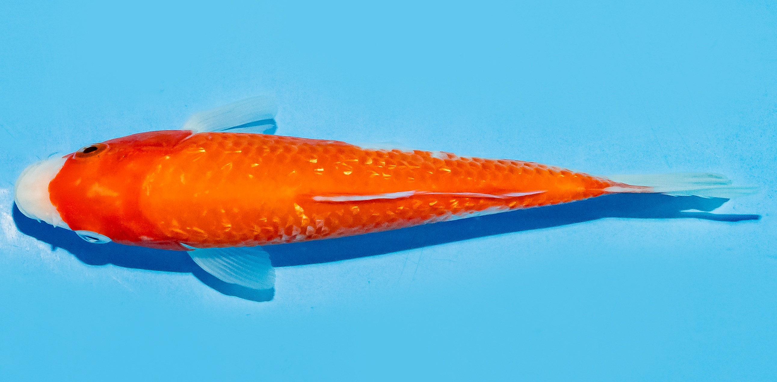 Koi 17-20cm Nr. 7793
