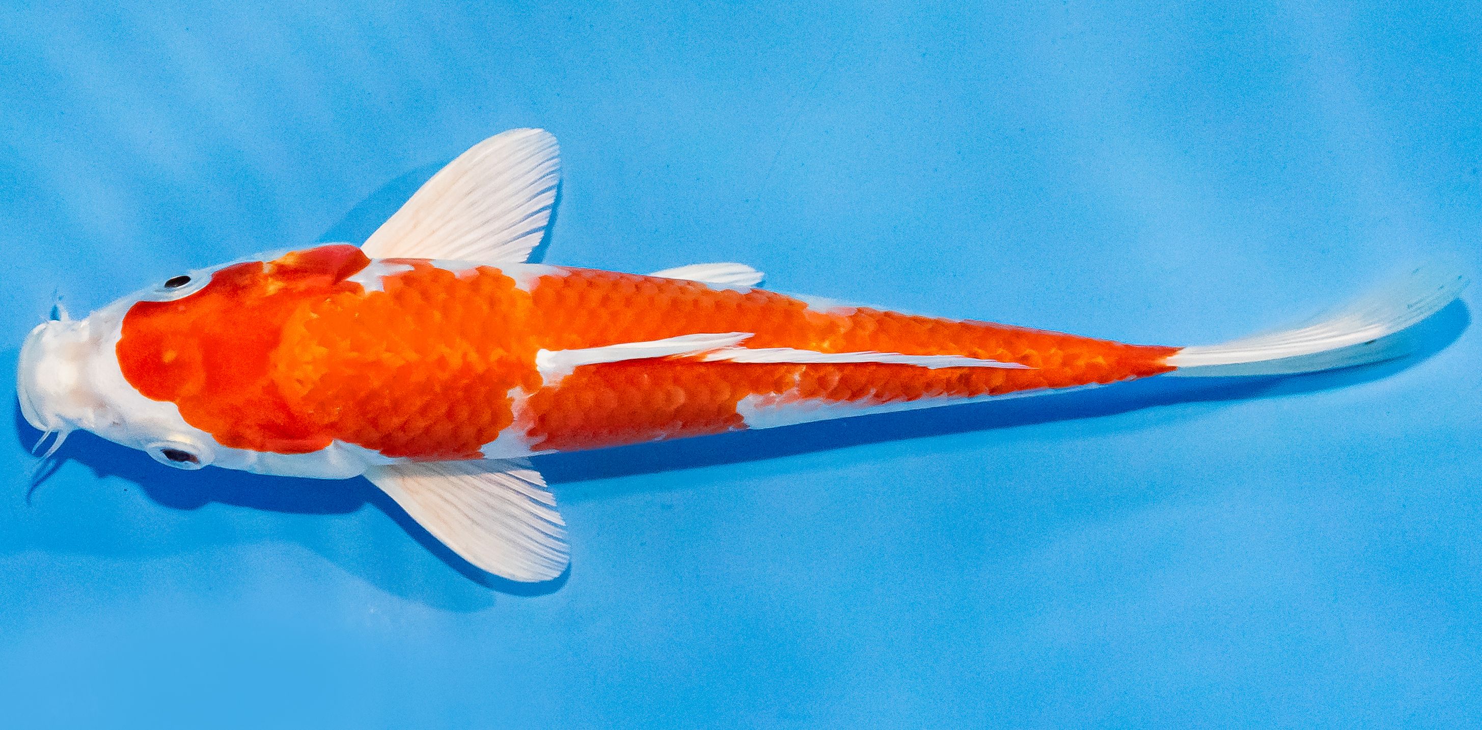 Koi 20-25cm Nr. 1883