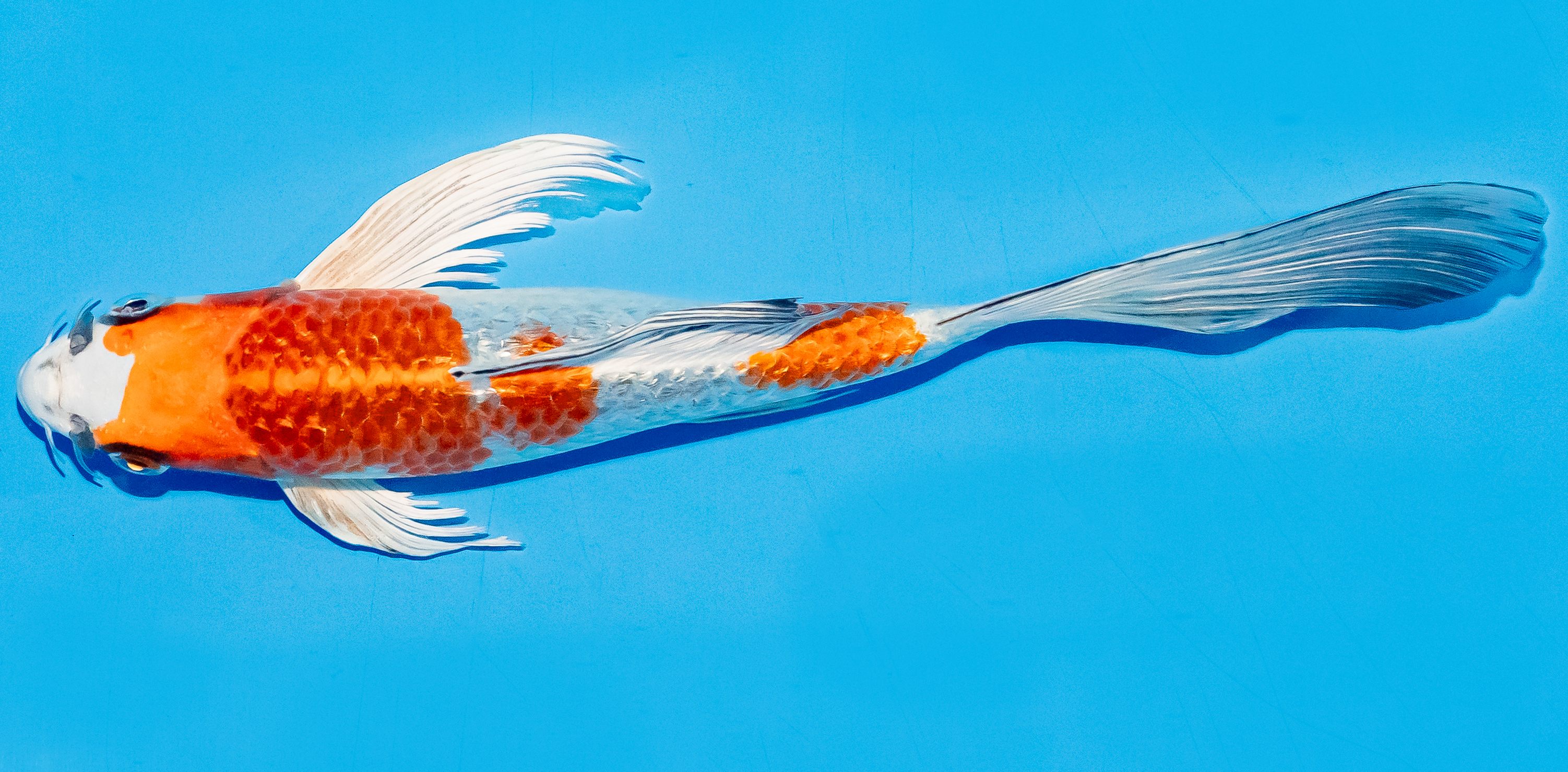 Butterfly Koi 20-25cm Nr. 5408