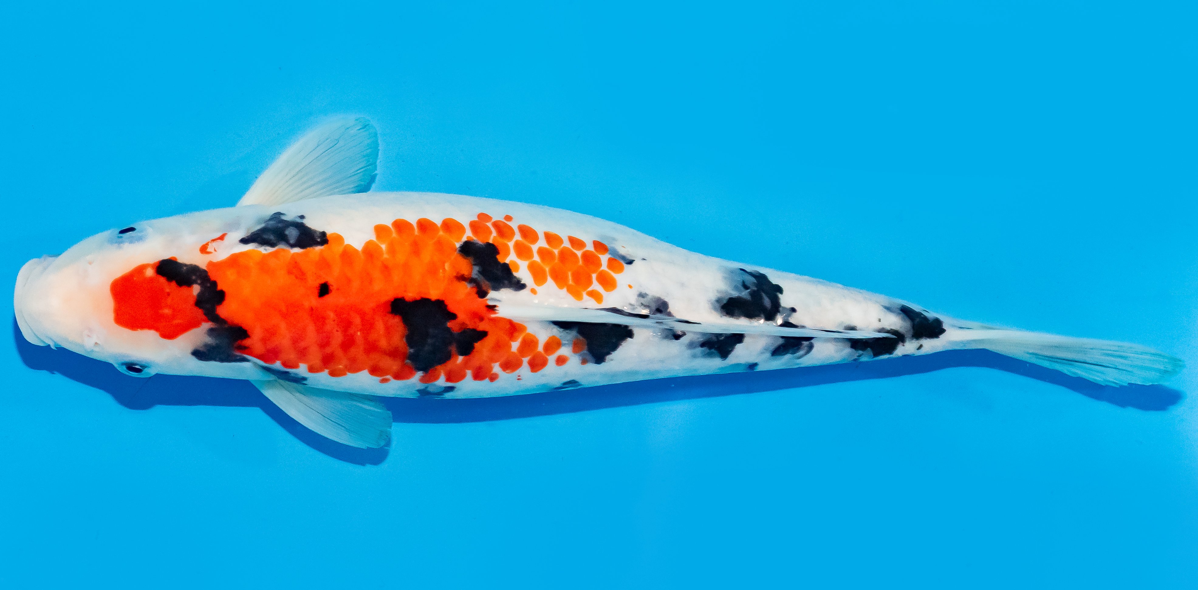 Koi 30-35cm Nr. 7643