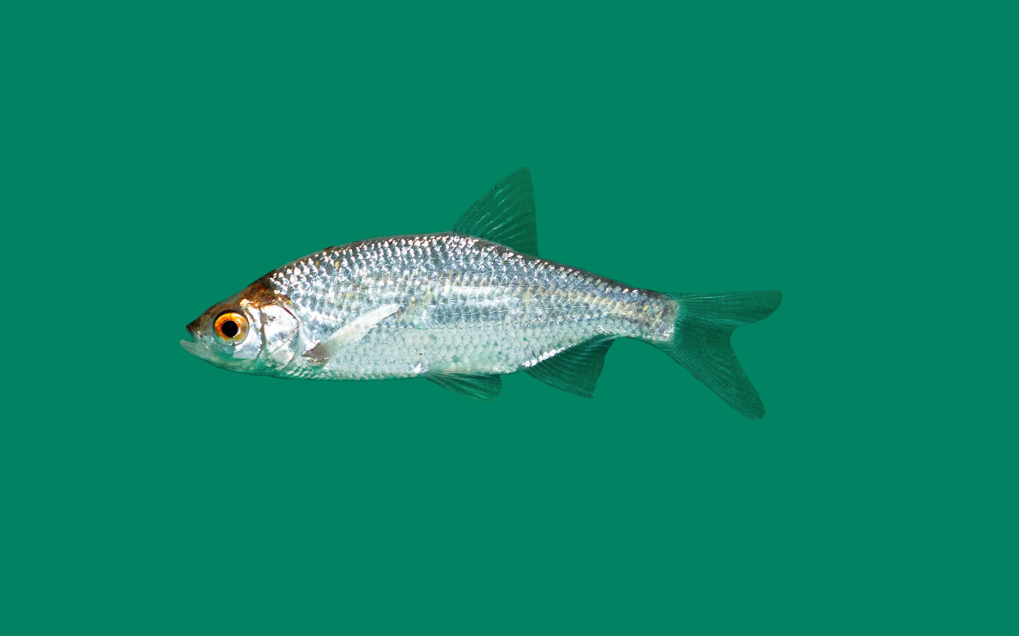 Blauwvoorn 7-11 cm