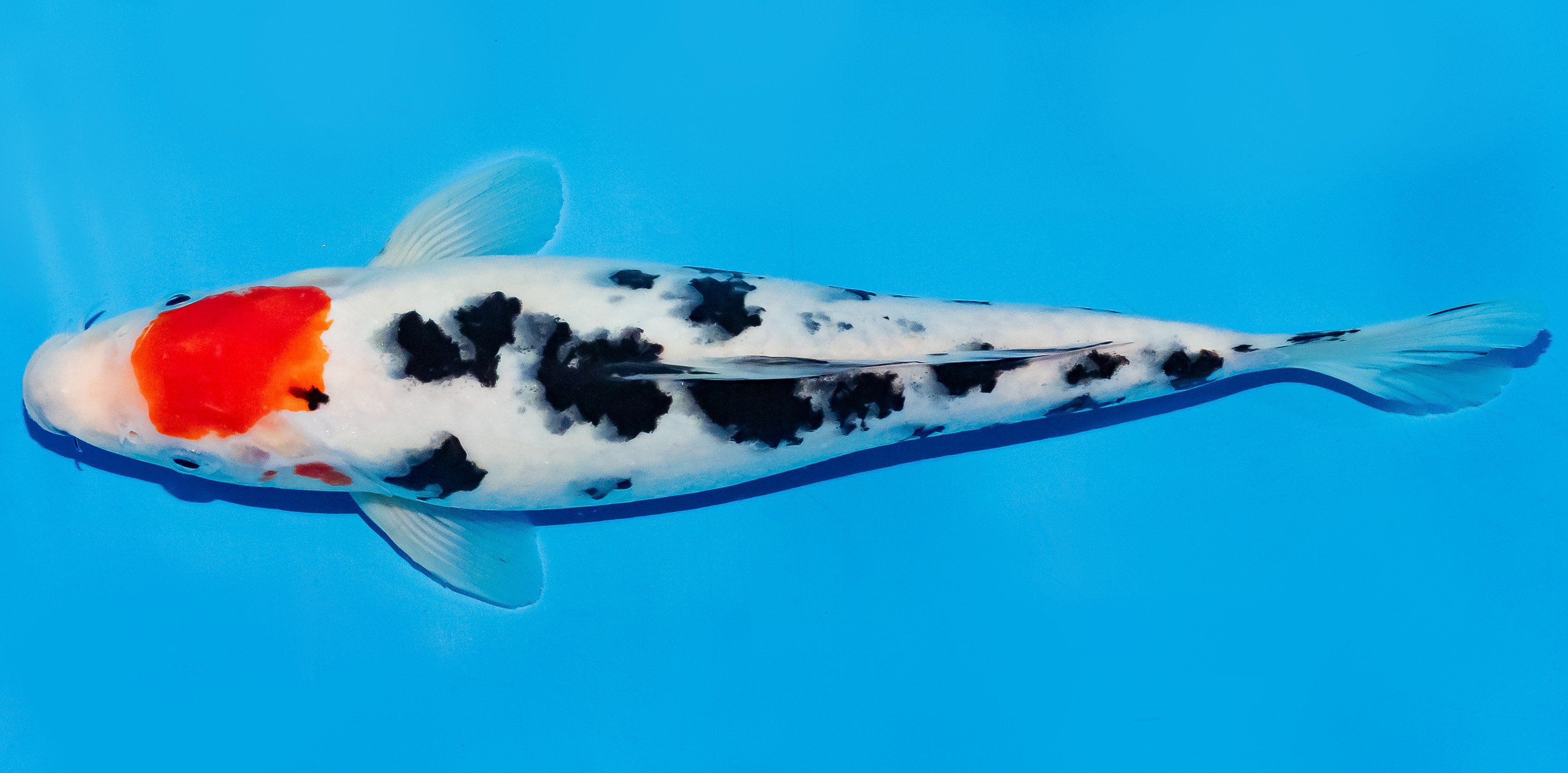 Koi 25-30cm Nr. 5330