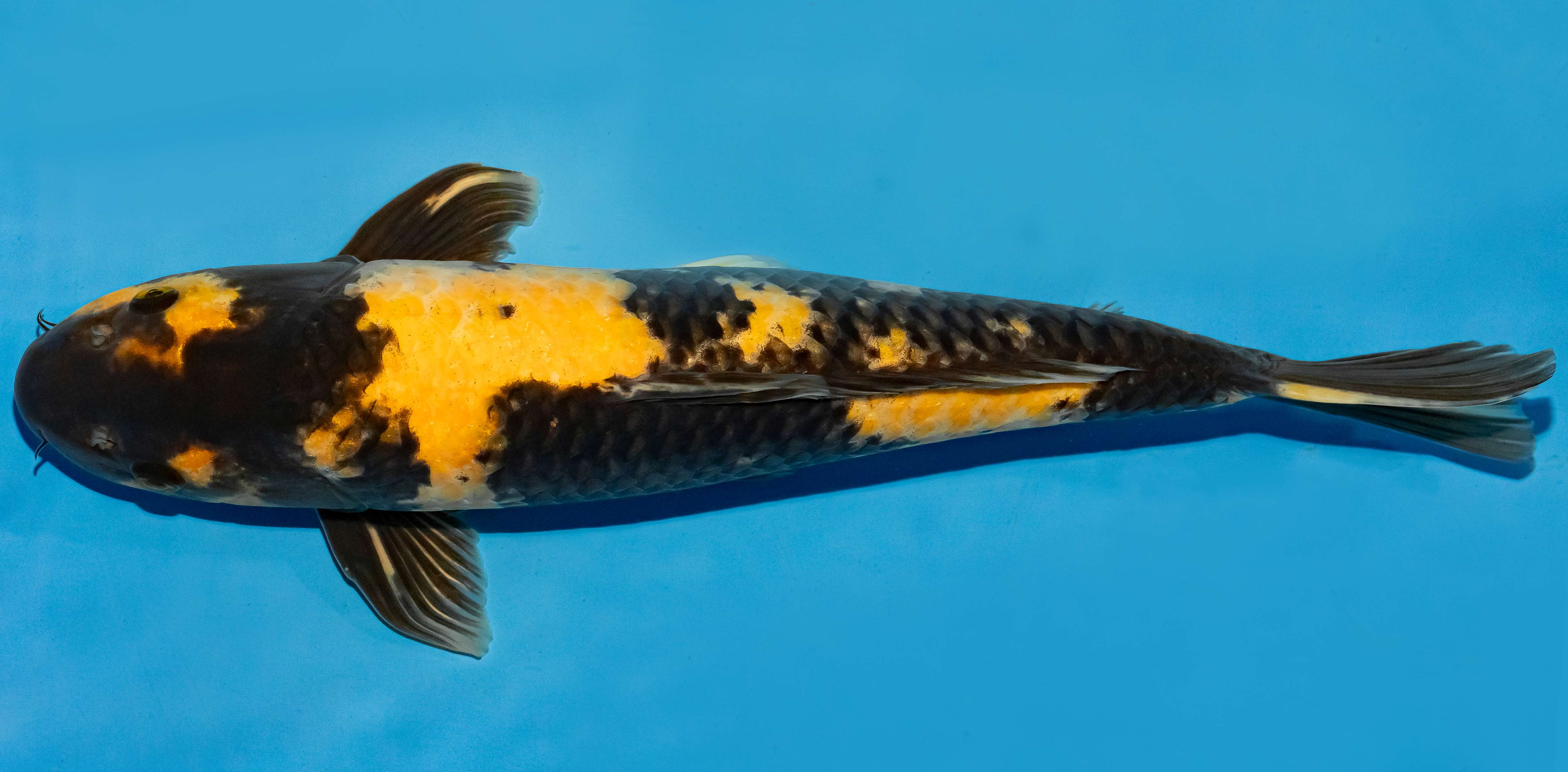 Koi 40-45cm Nr. 4929