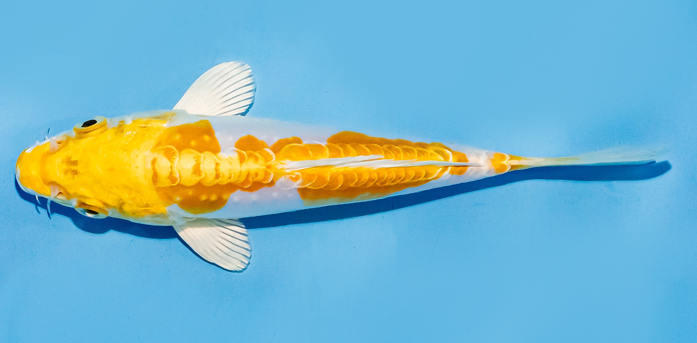Koi 17-20cm Nr. 8717