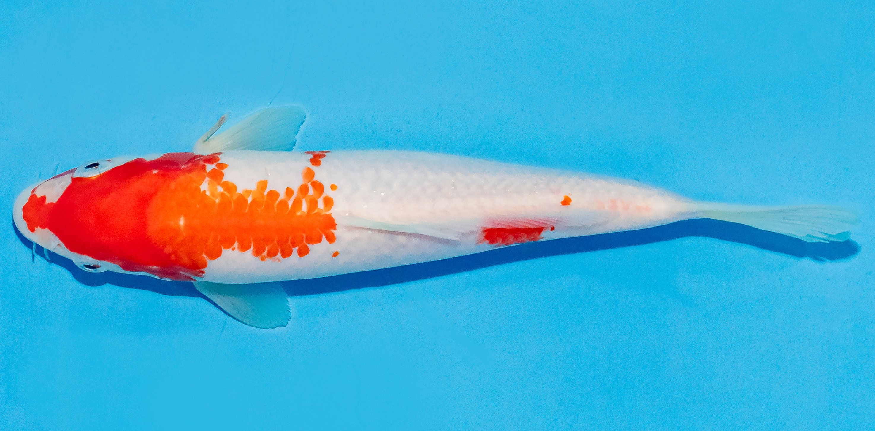 Koi 20-25cm Nr. 6004